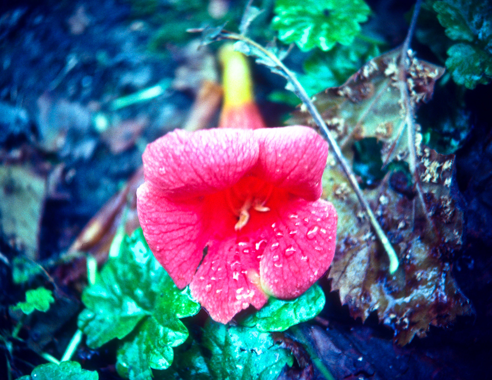 A flower from a garden