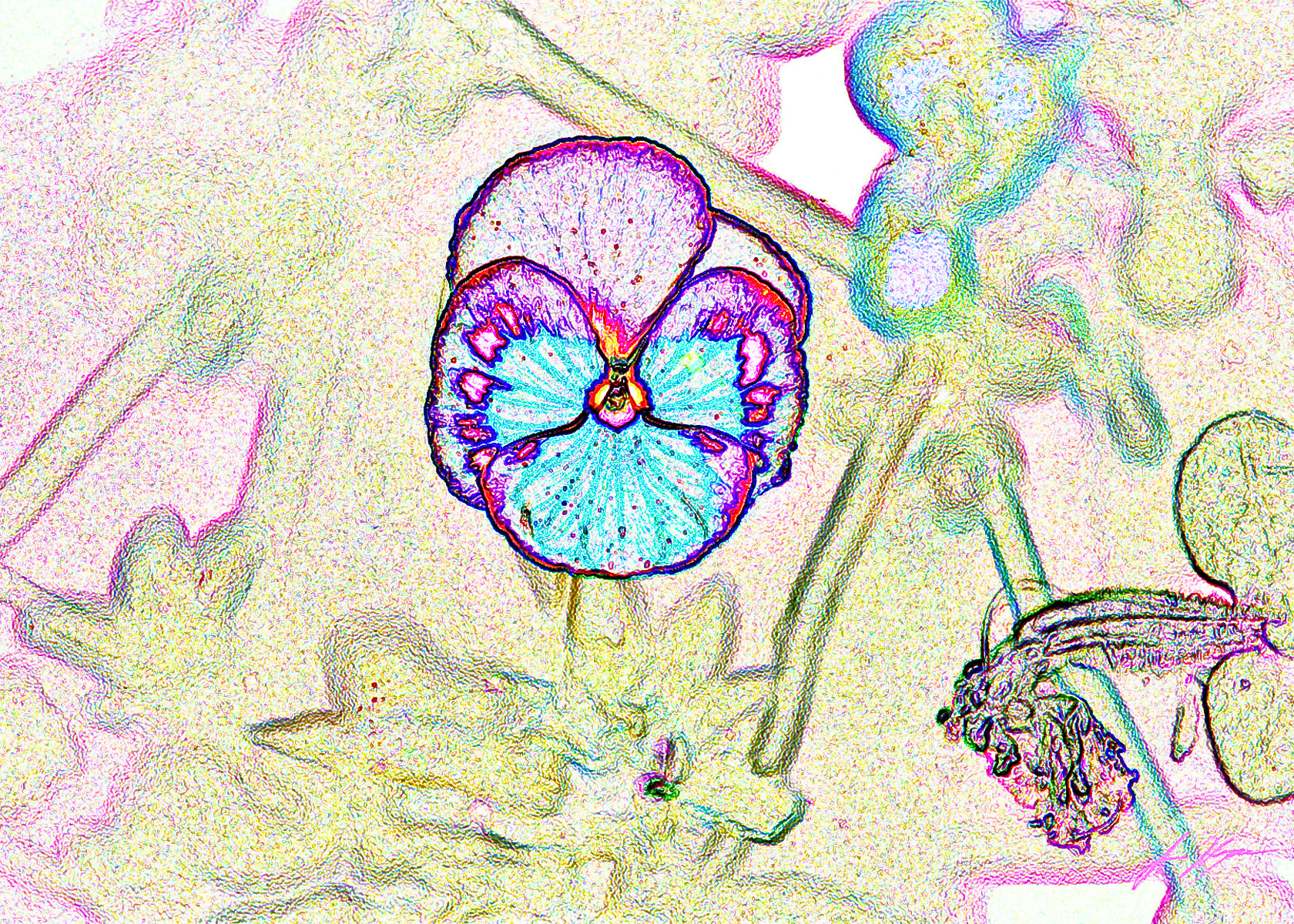 Pansy with filter applied