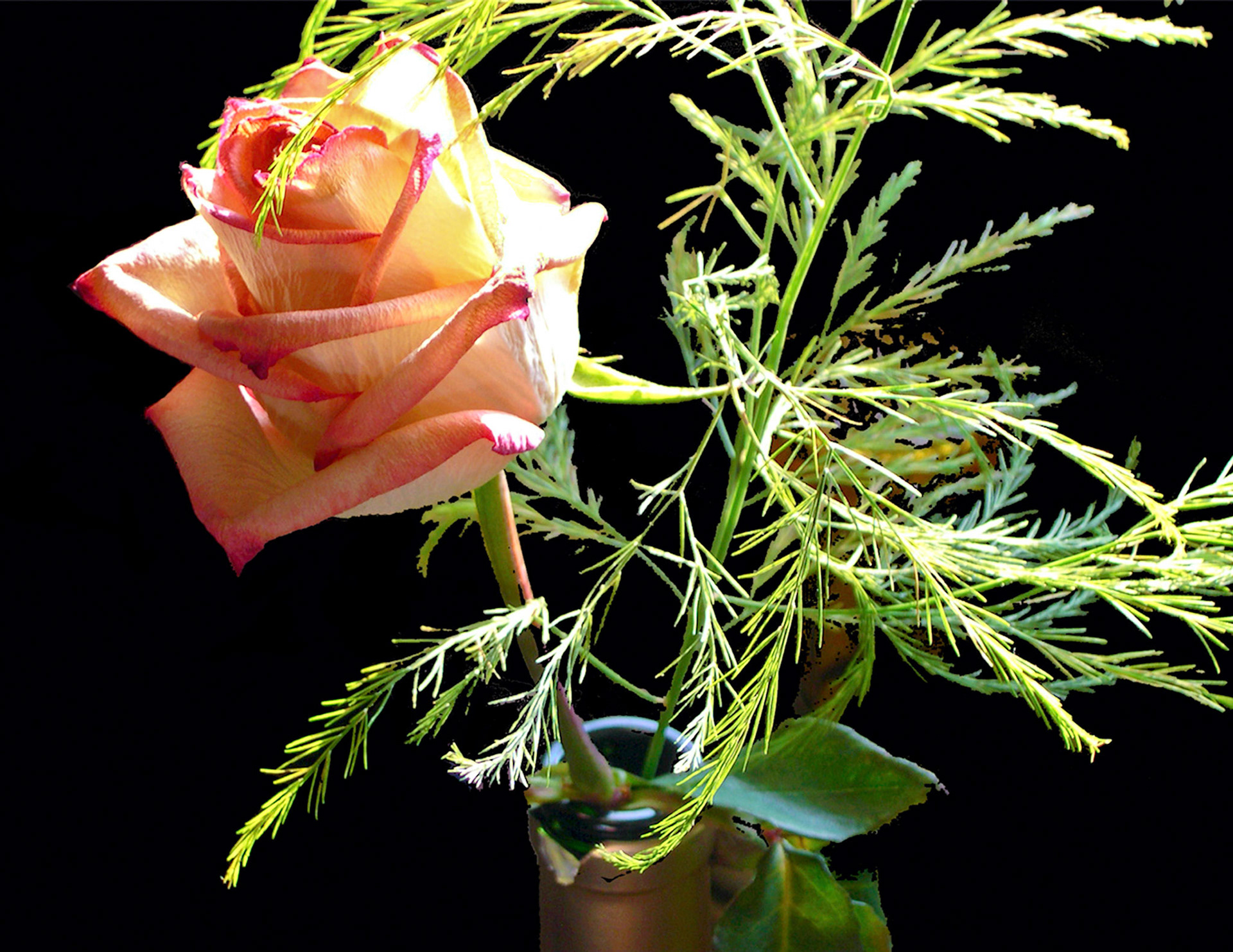 3 week old rose still beautiful