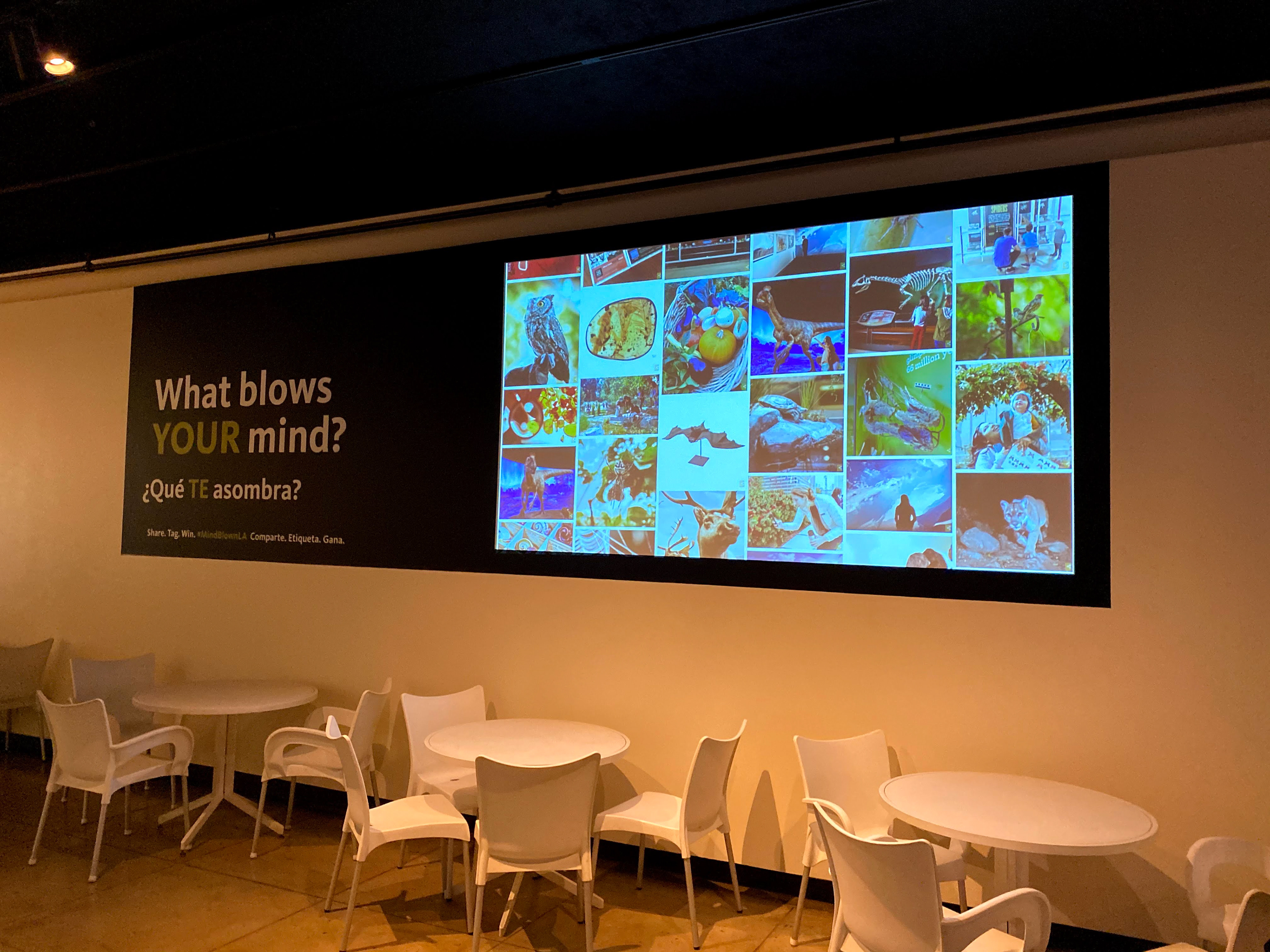 Social Media Live Stream on Cafe Wall