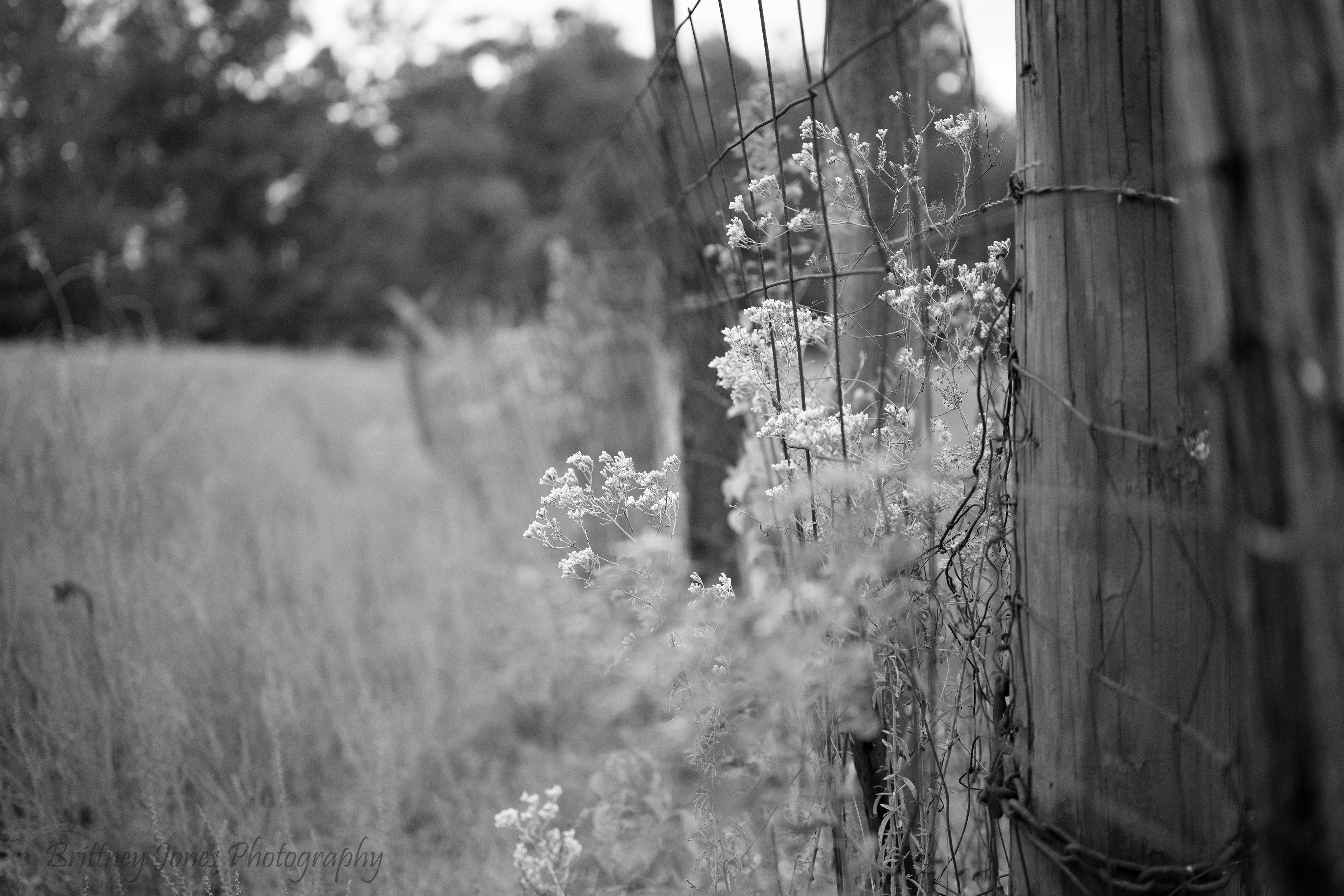 Inherited Land 2, October 12, 2025. Digital Image/Nikon Z9 50mm f/2.0