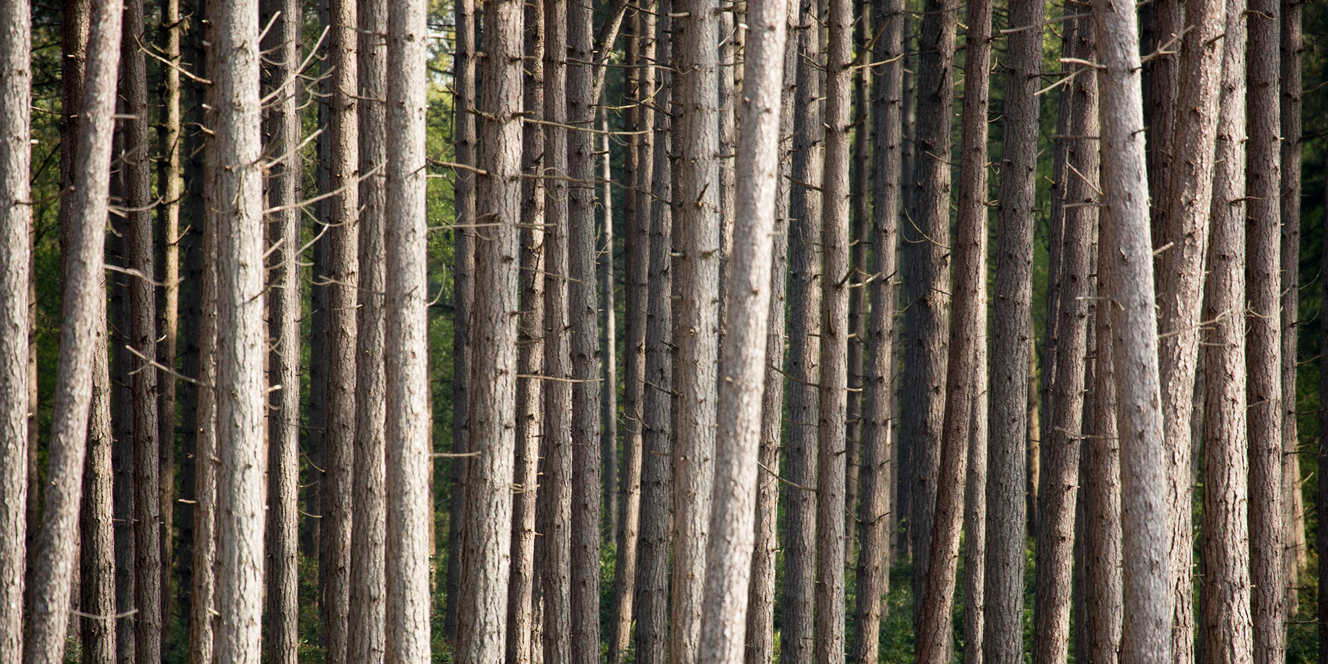 The barcode for pine trees