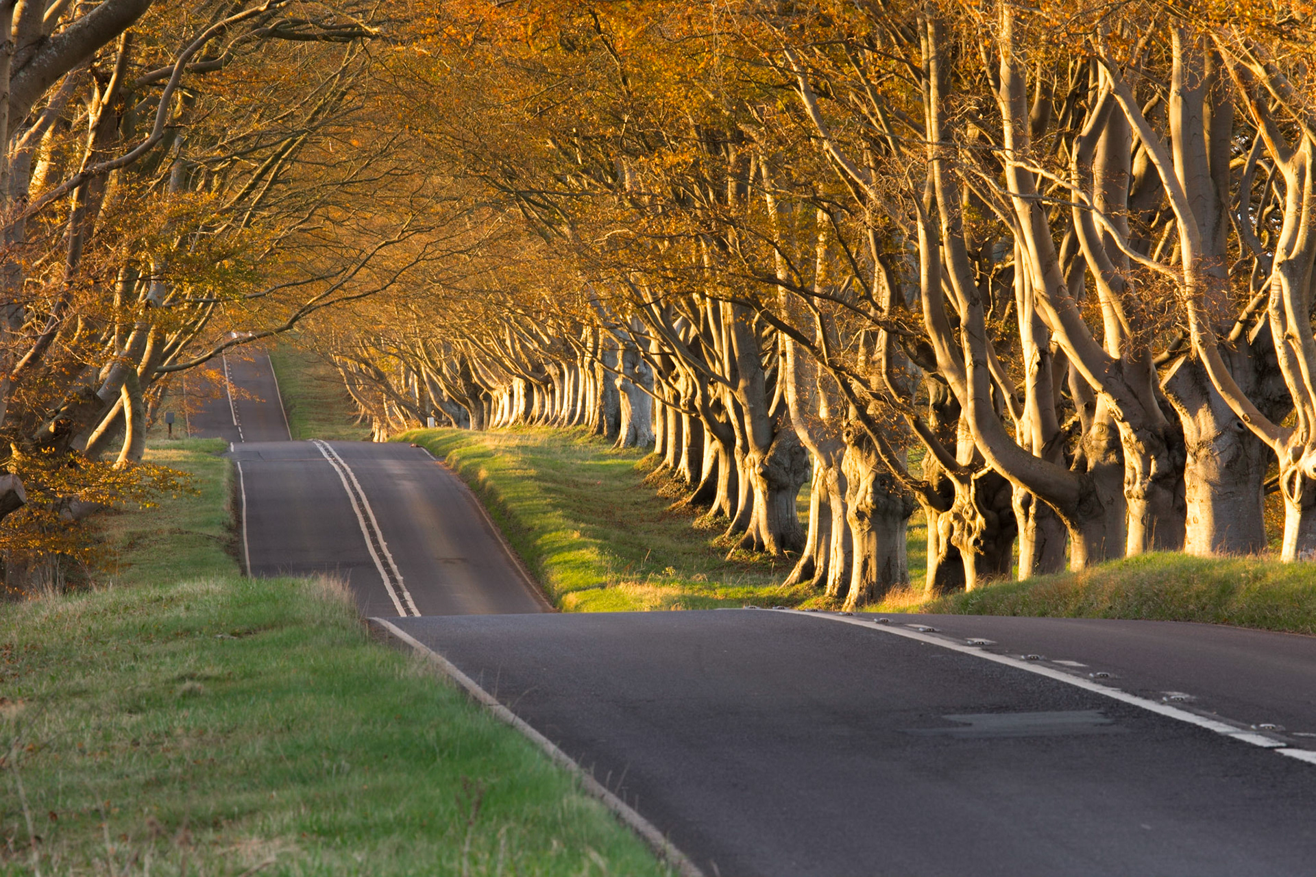 Beech Avenue, Badbury Rings