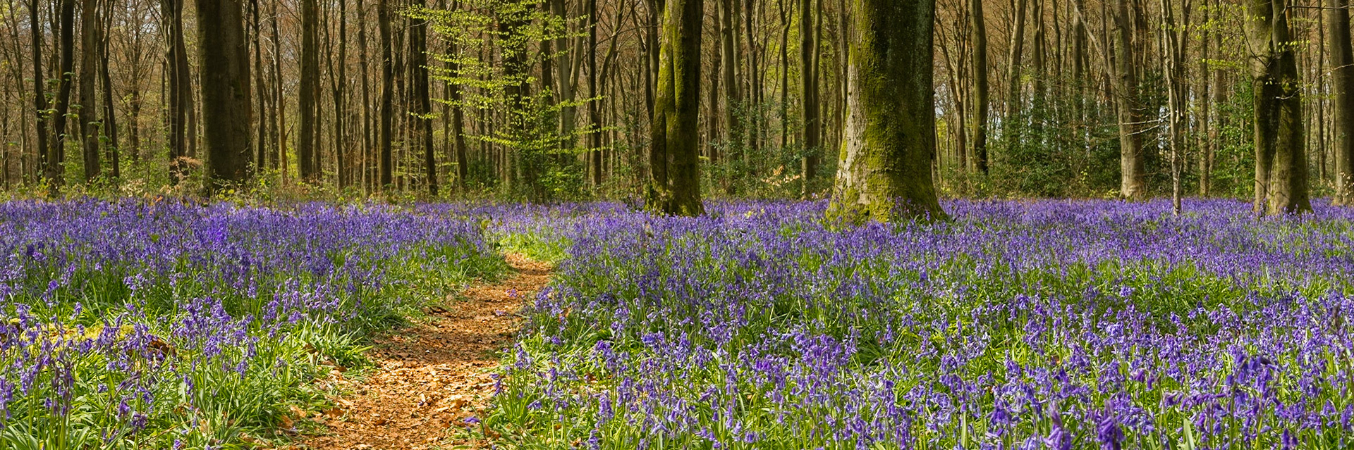 Bluebell Wood, Micheldever