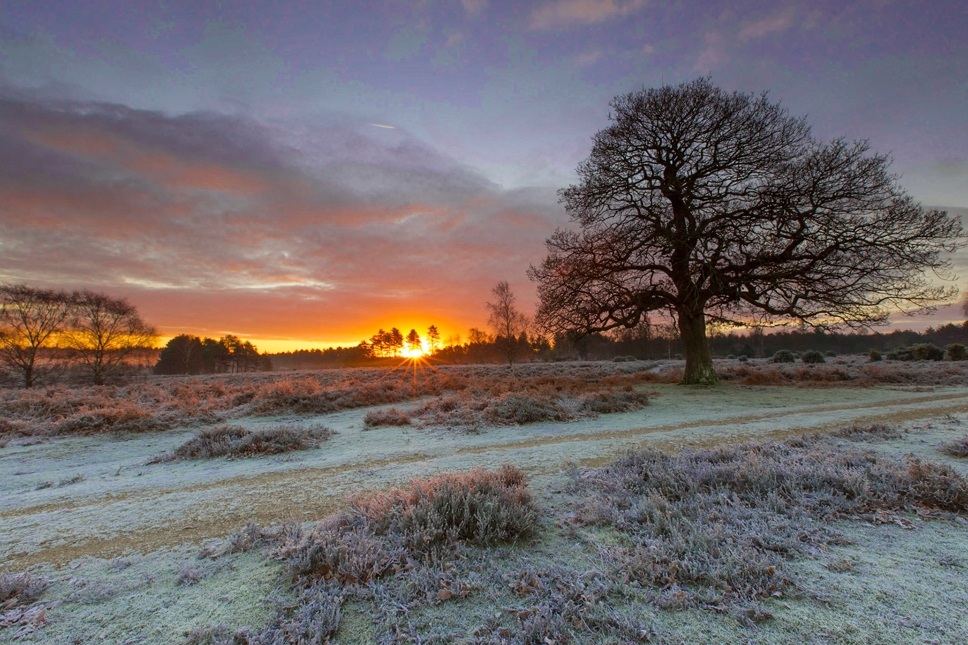 Frosty Morning in the New Forest