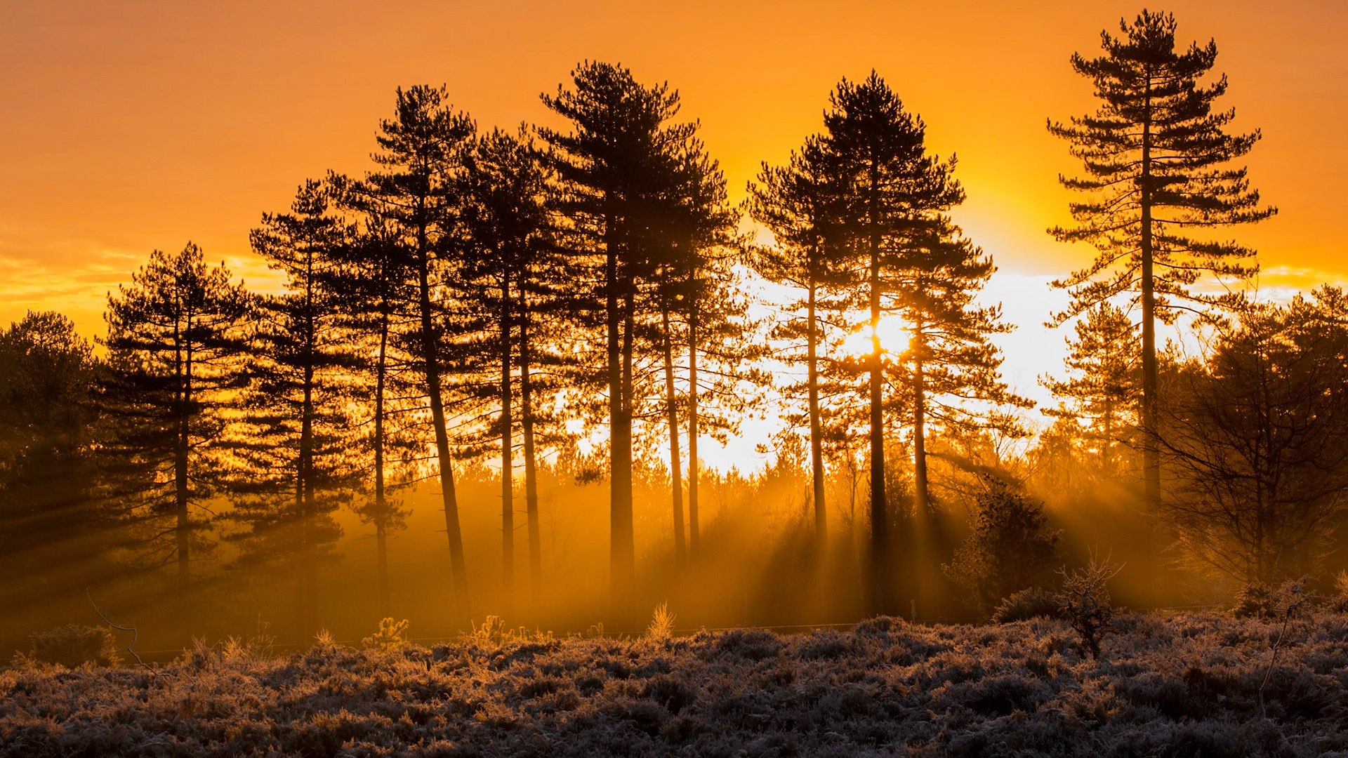 New Forest Silhouette