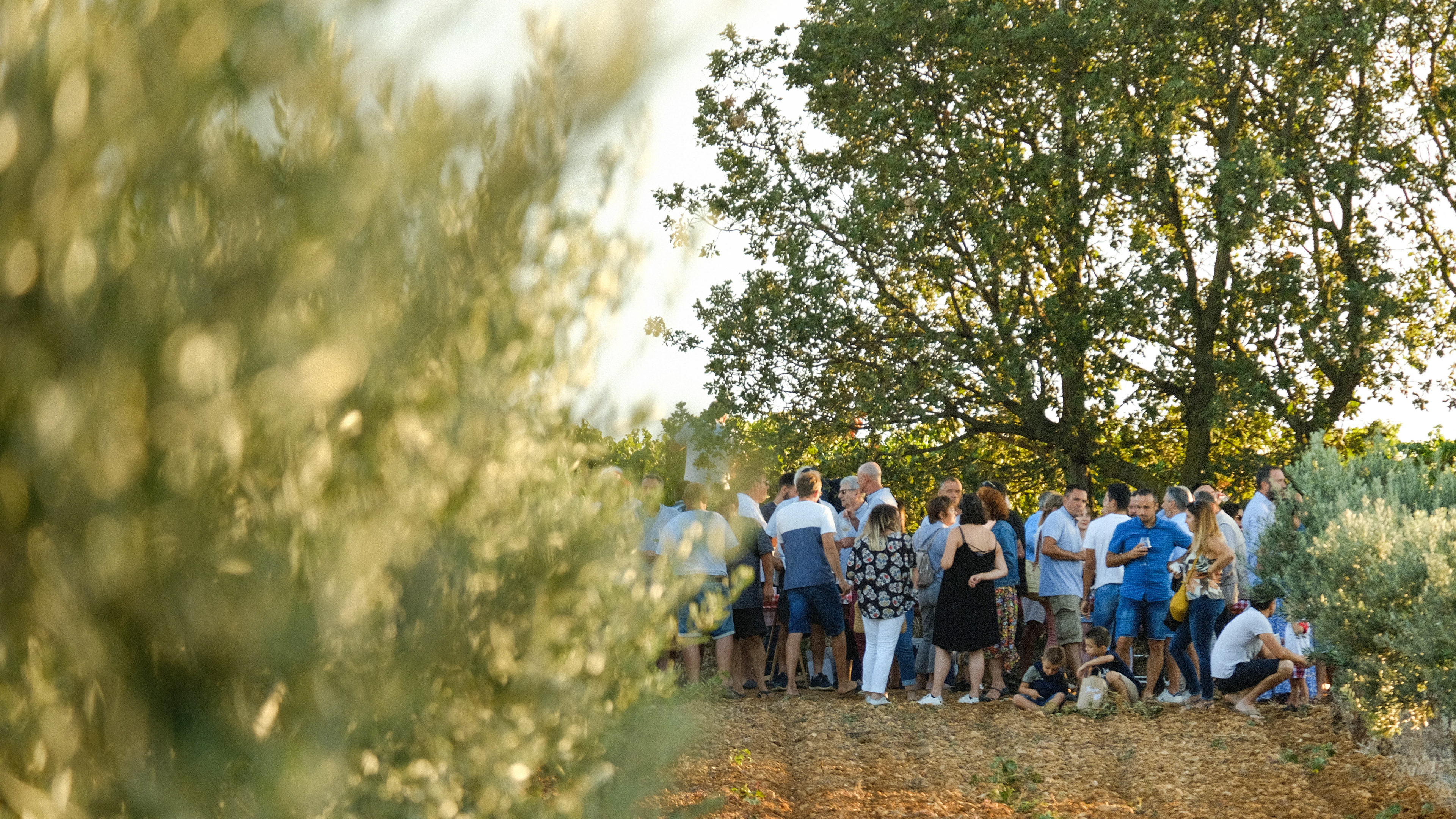 Vendanges Occitanes