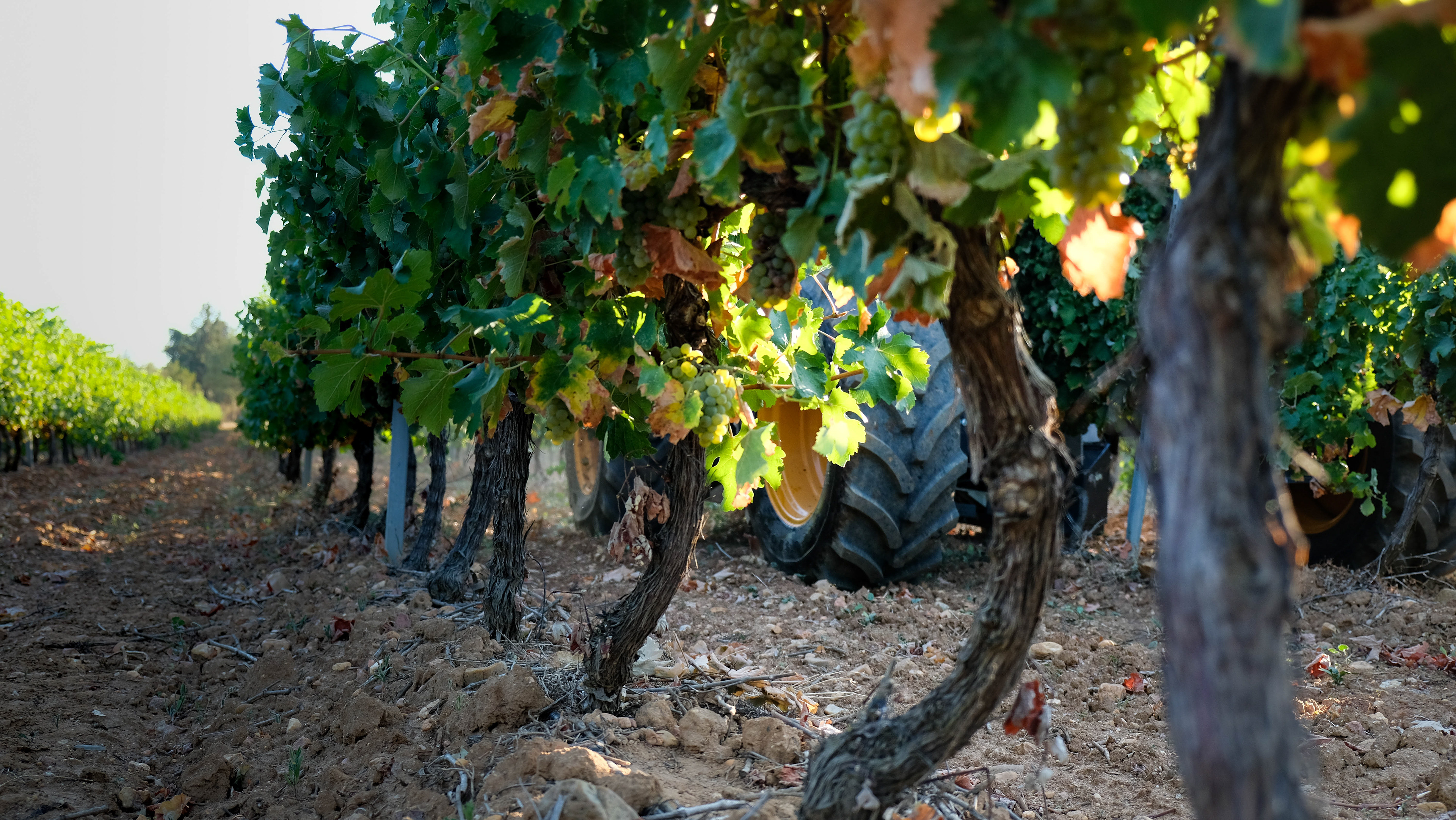 Vendanges Occitanes