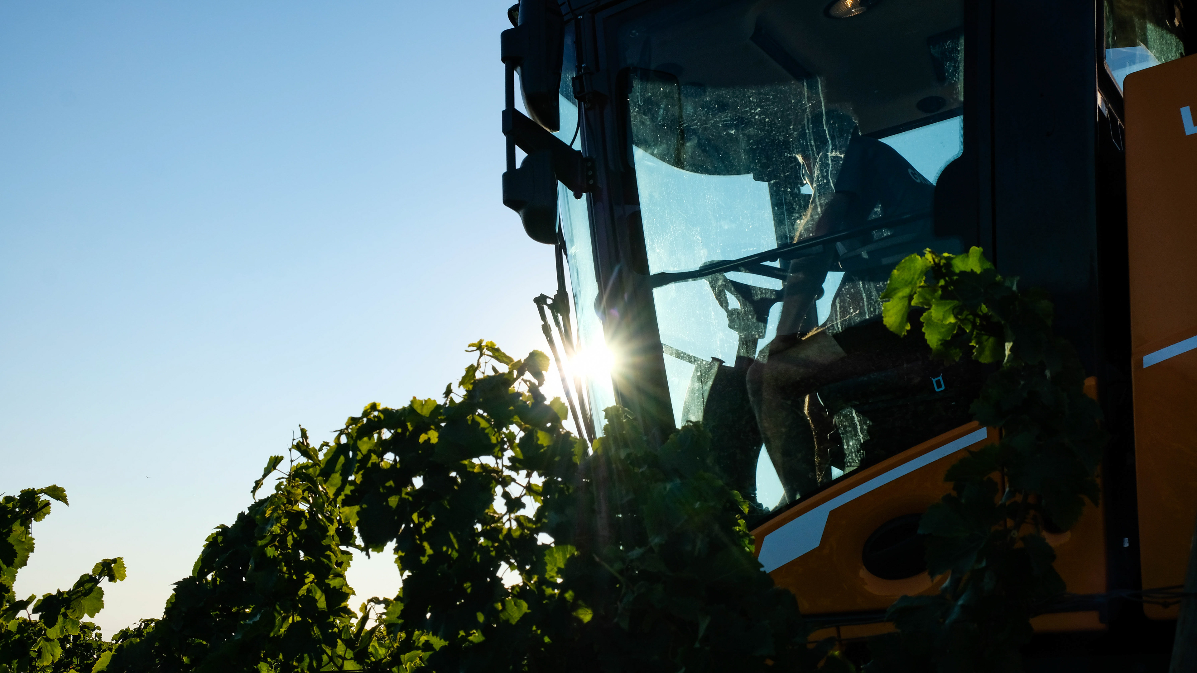 Vendanges Occitanes