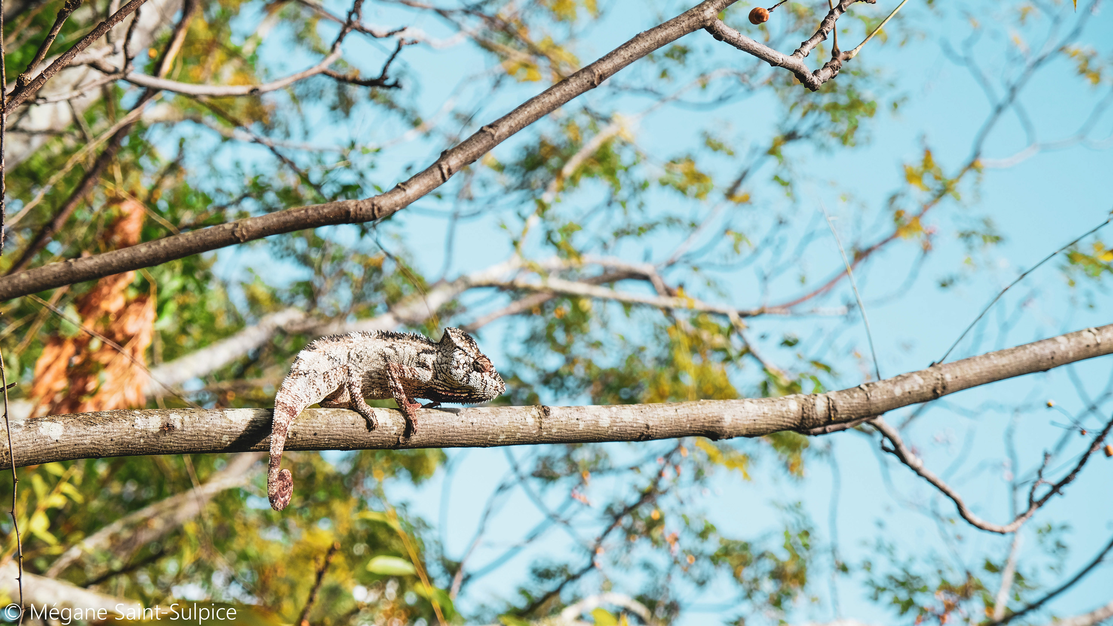 Madagascar