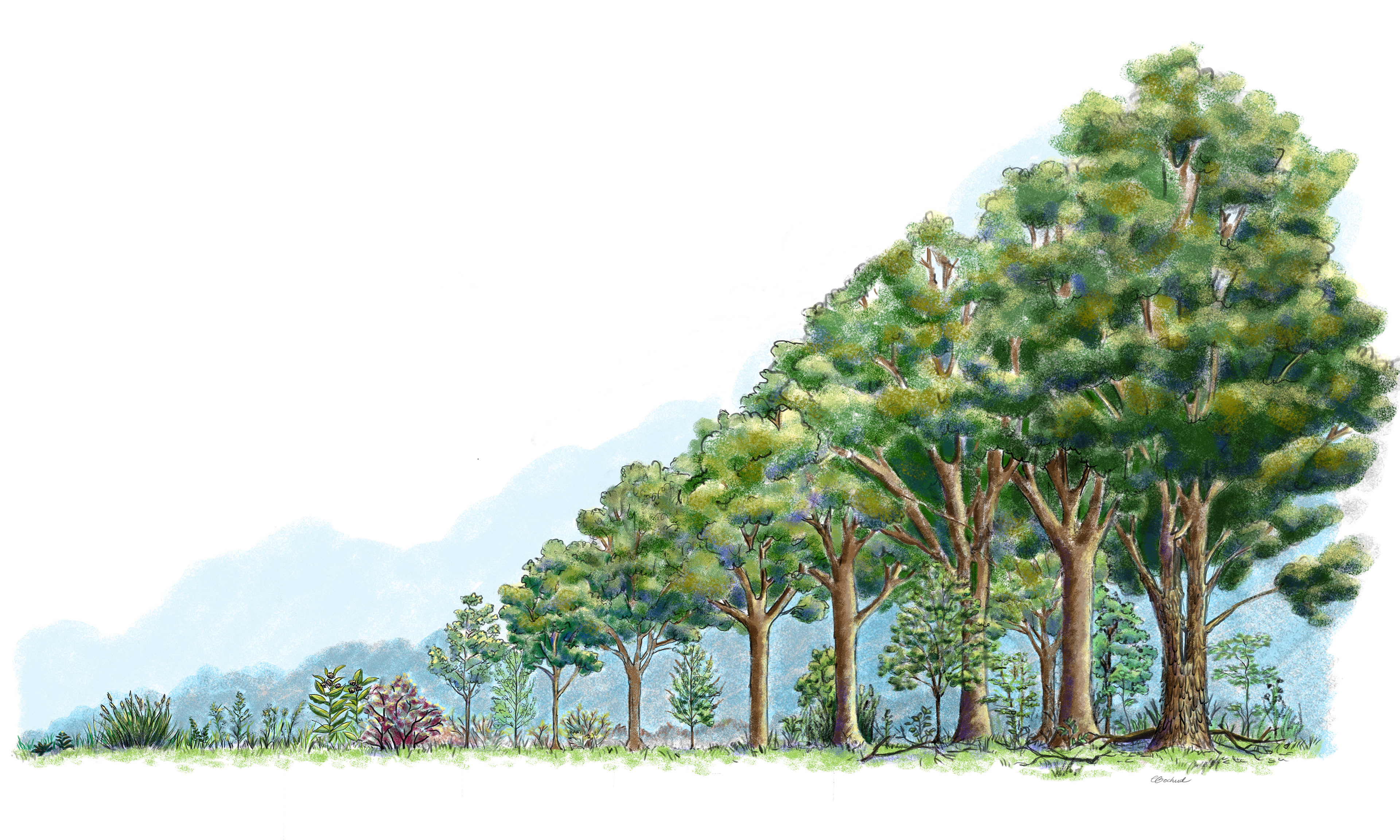 Projet Succession végétale - Sainte-Catherine-de-la-Jacques-Cartier - Parc des Parulines