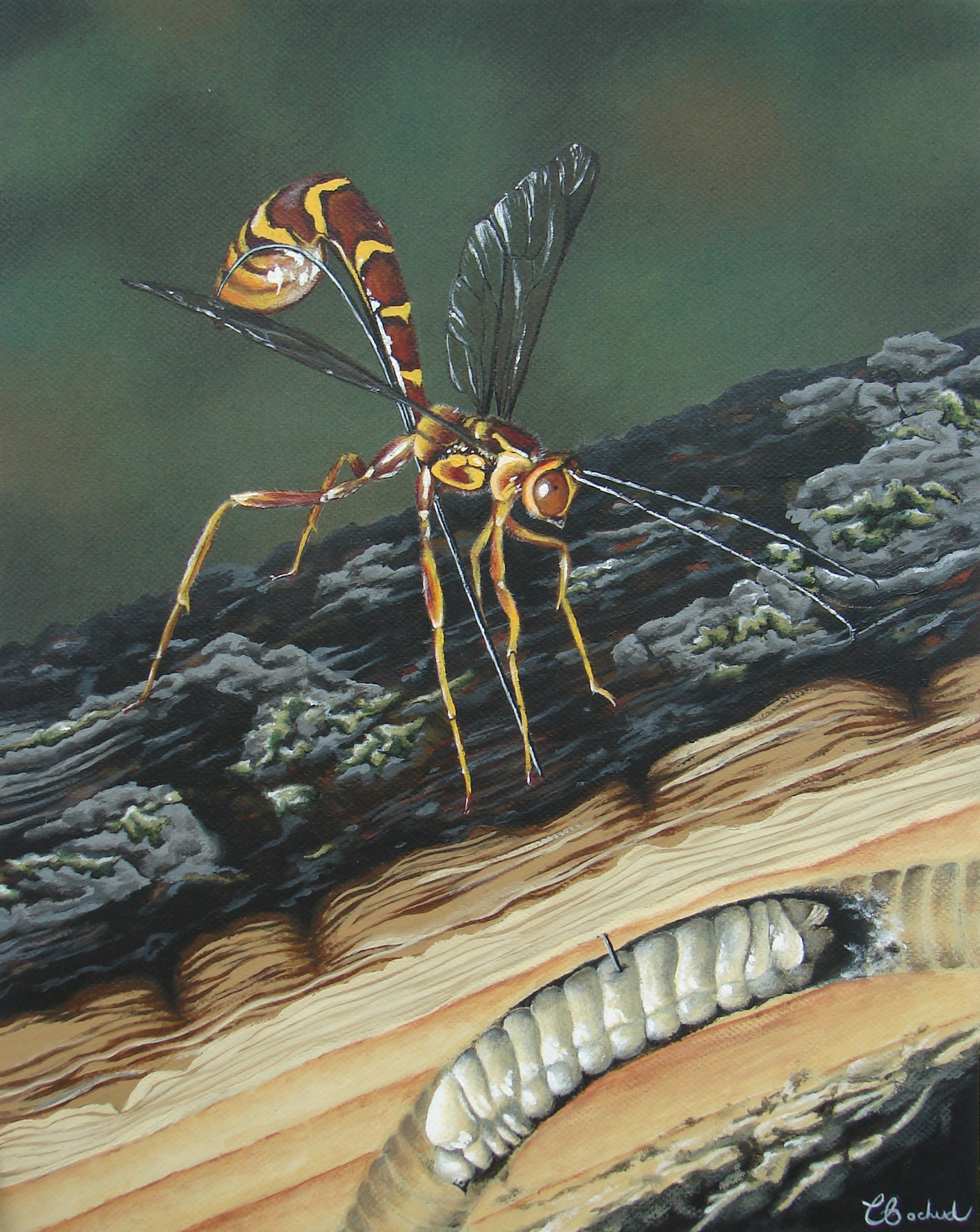 Oeuvre vendue . Tactique de survie de la  Rhysse canelle - Peinture acrylique sur carton