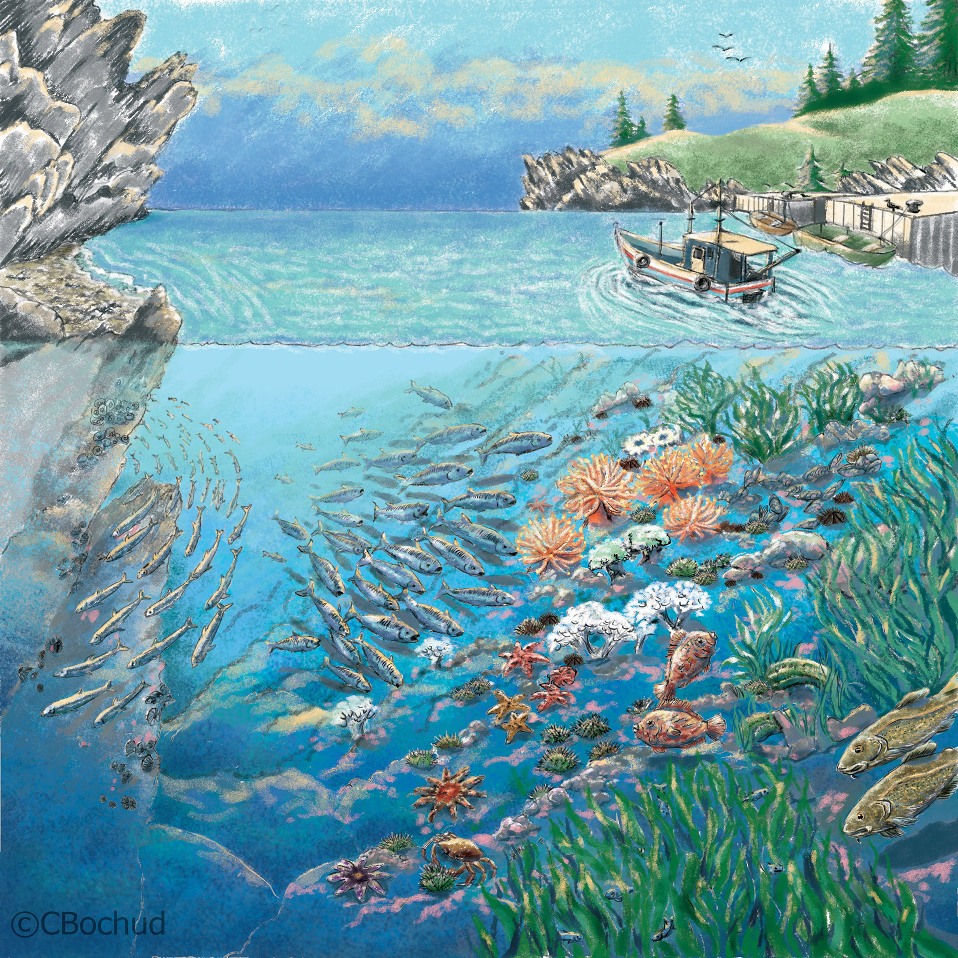 Pêches et Océans Canada - ABC du bord de mer