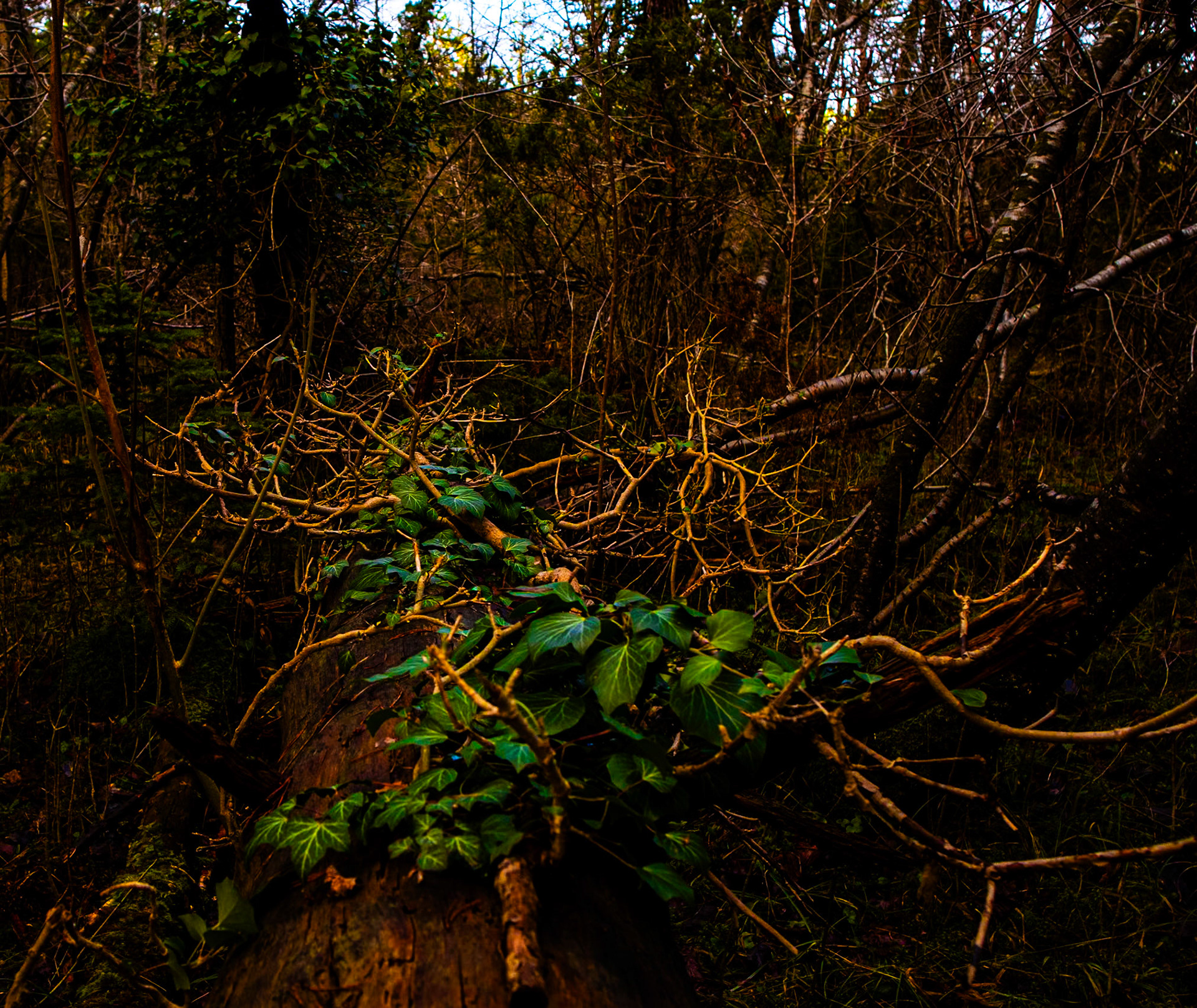 Efter att den bringat jättetallen på fall drar sig murgrönan långsamt undan på jakt efter nya offer