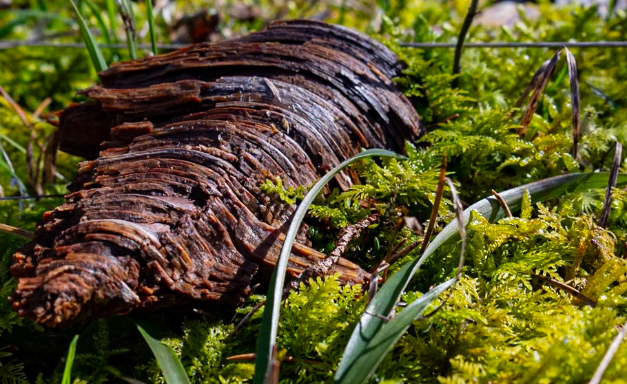 Åldrande trädstam  bäddar ner sig i mossan