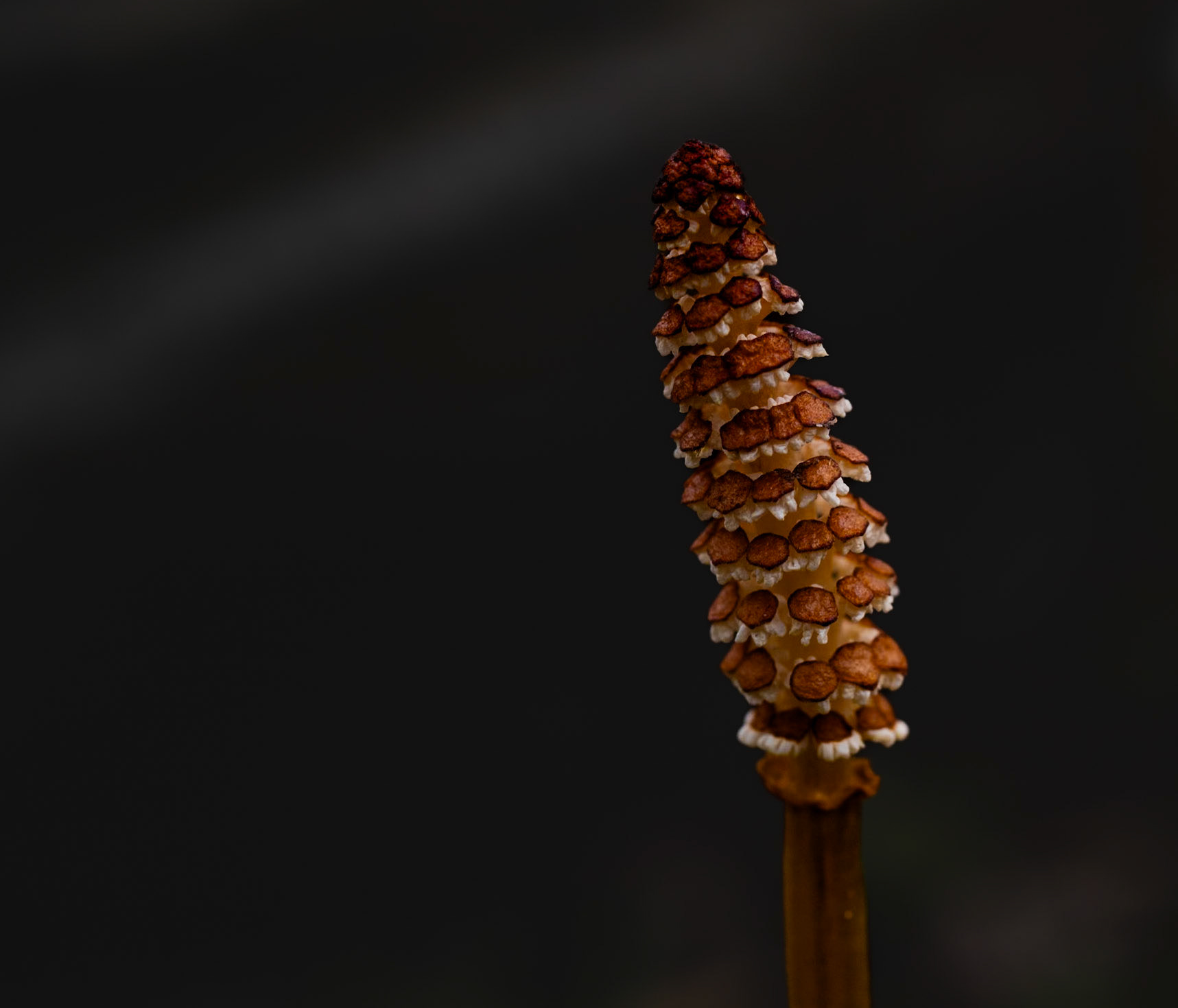 Ett vackert litet ogräs