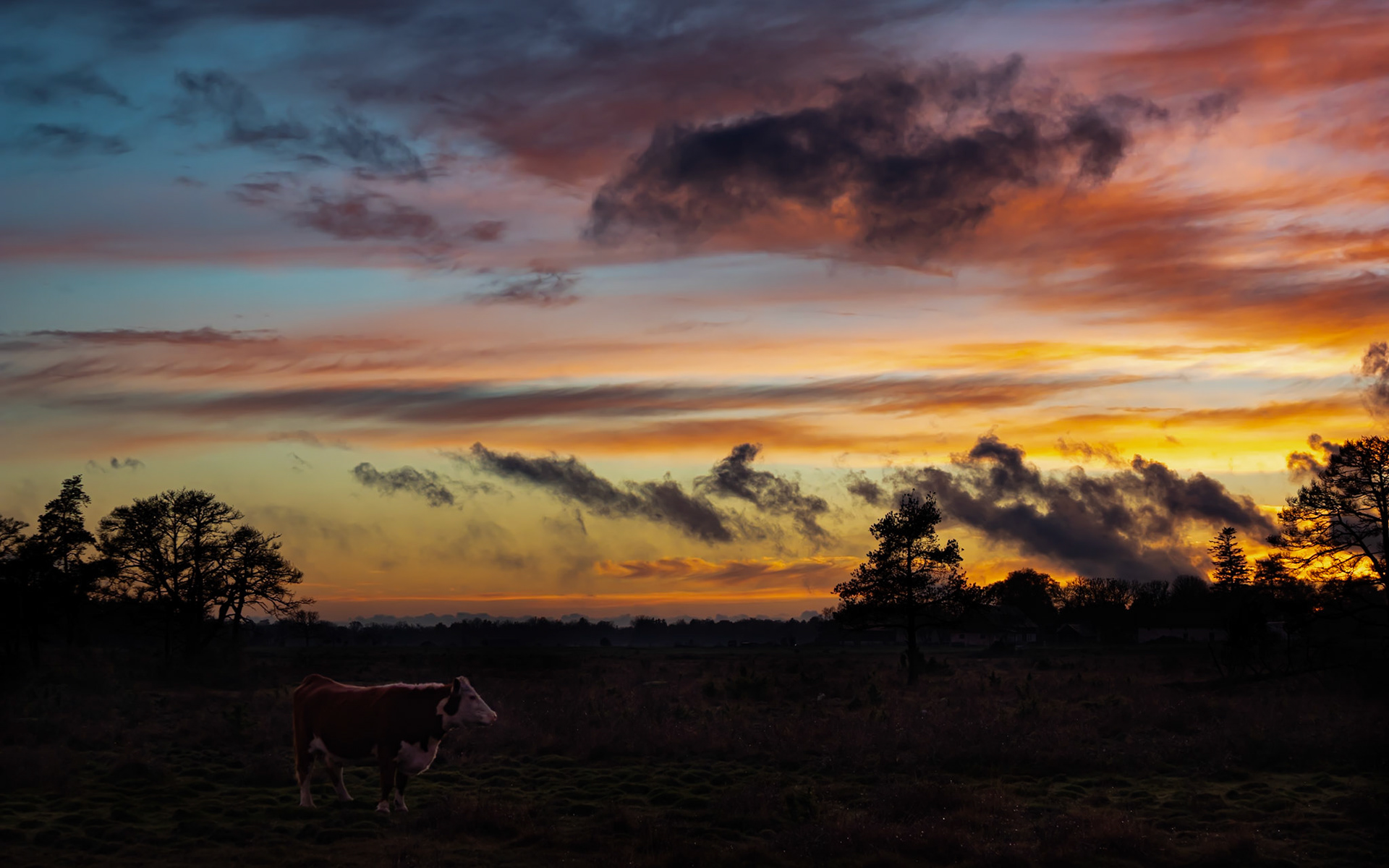 Kossa i solnedgång, vackat