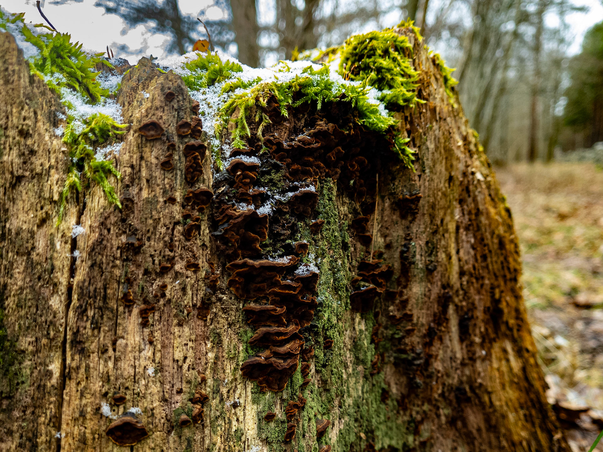 Stubbe med hyresgäster