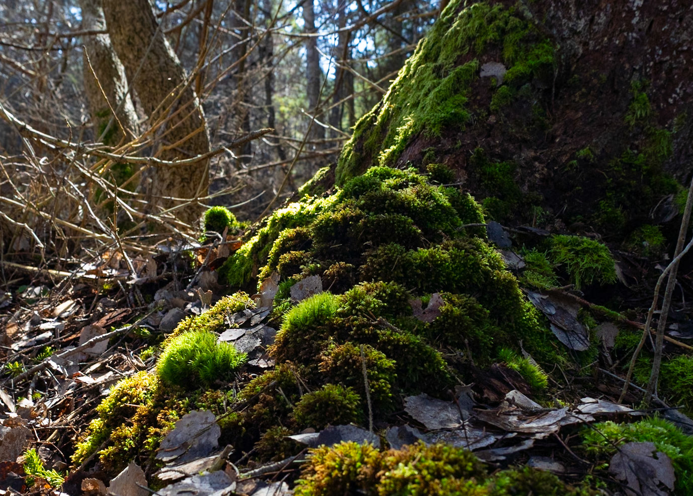 Tidig vår, sol och mossa