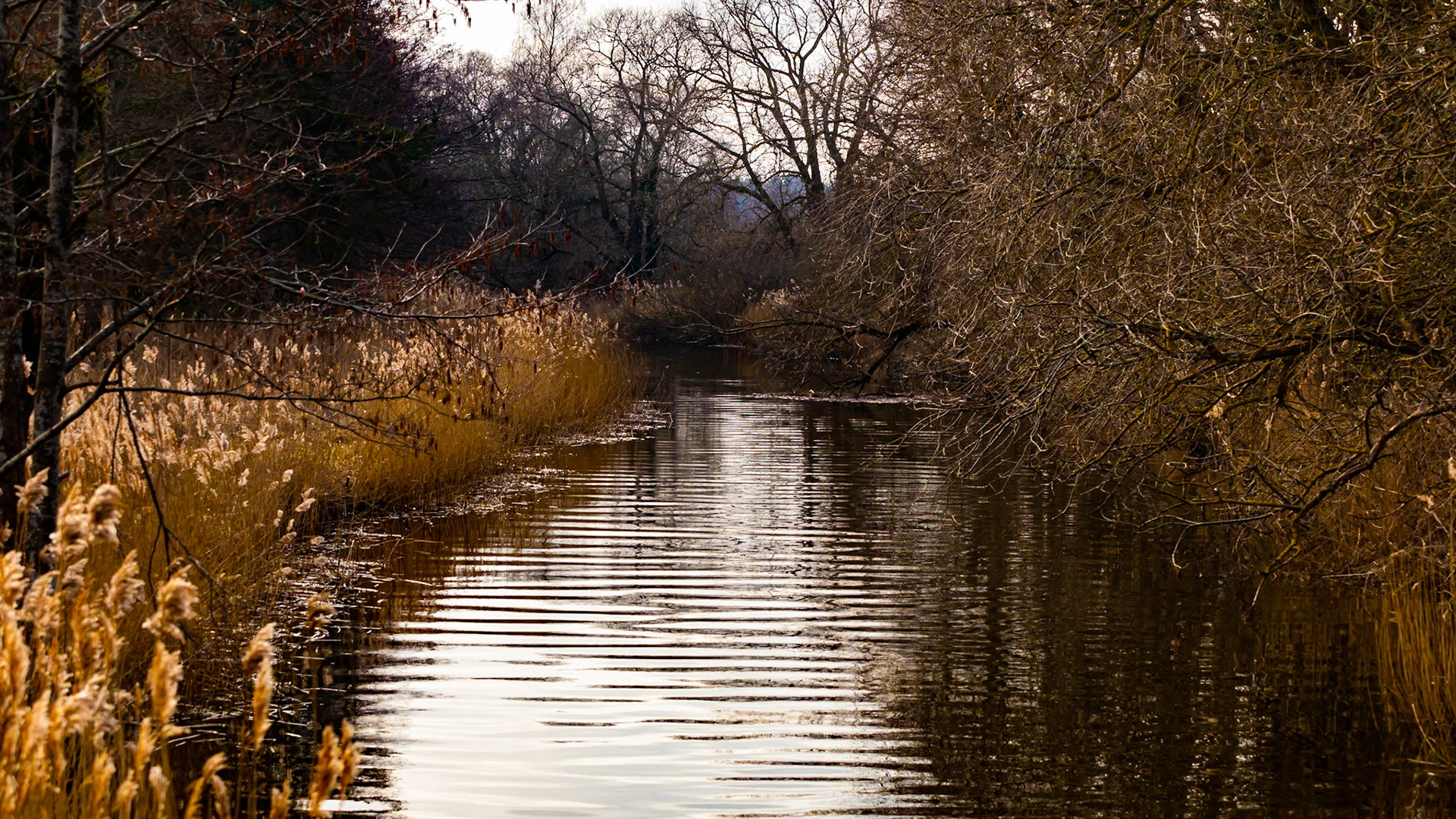 Närsån i väntan på våren