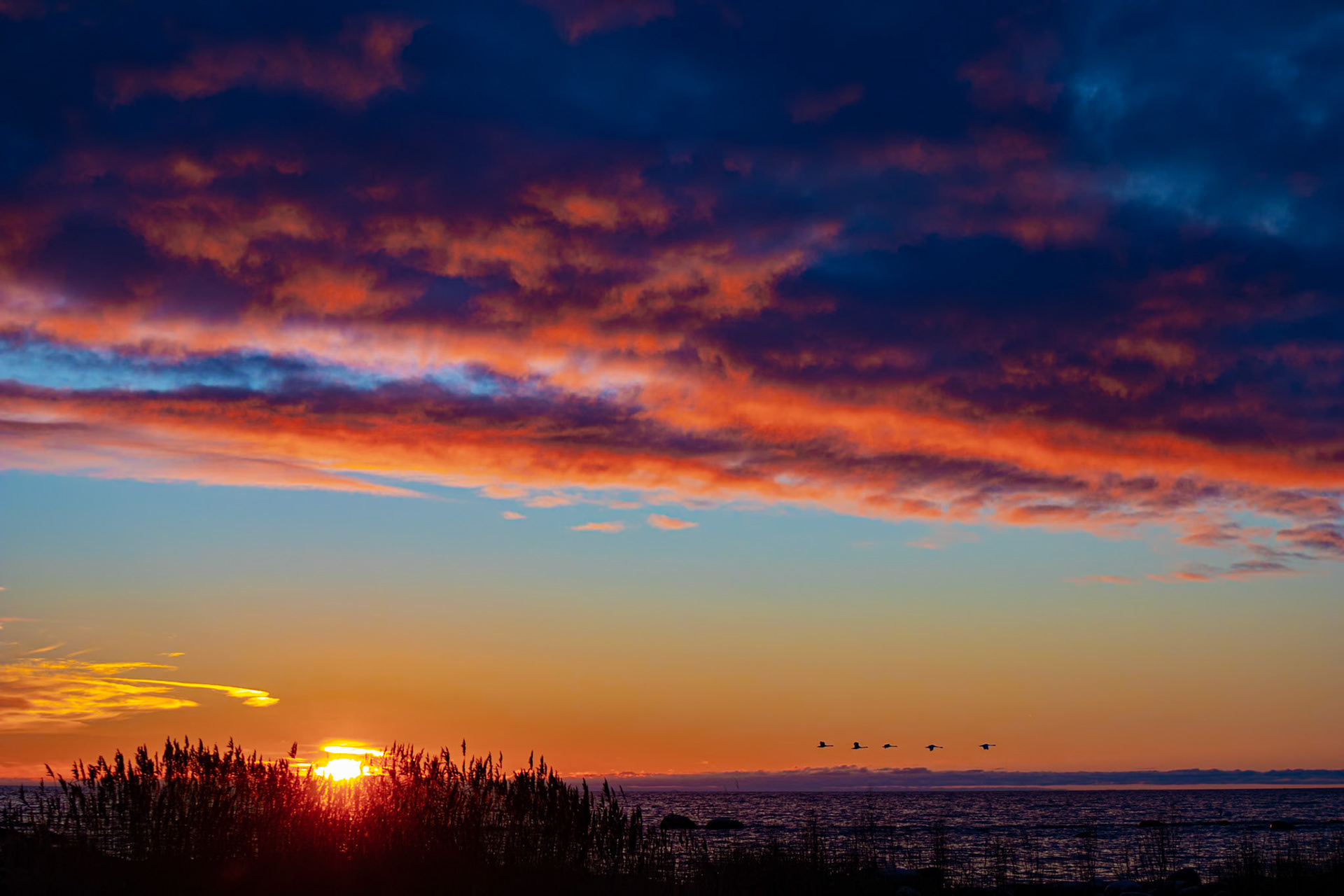 Svanar på väg till jobbet på Juldagsmorgon