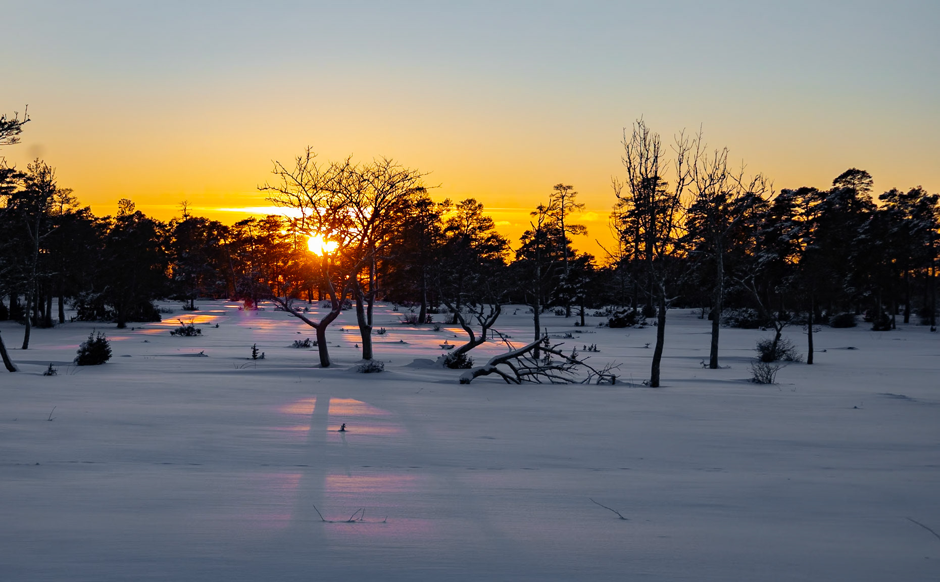 Solen påväg till sängs på en bädd av tall och ek