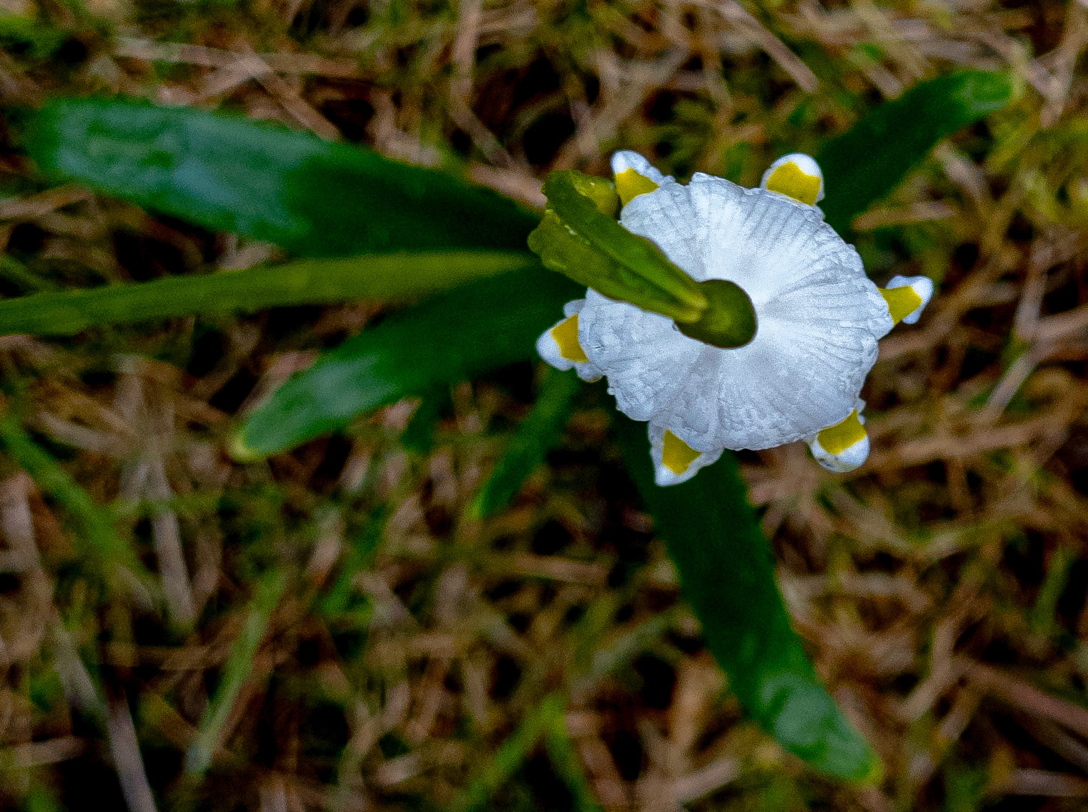 Snödroppe från ovan