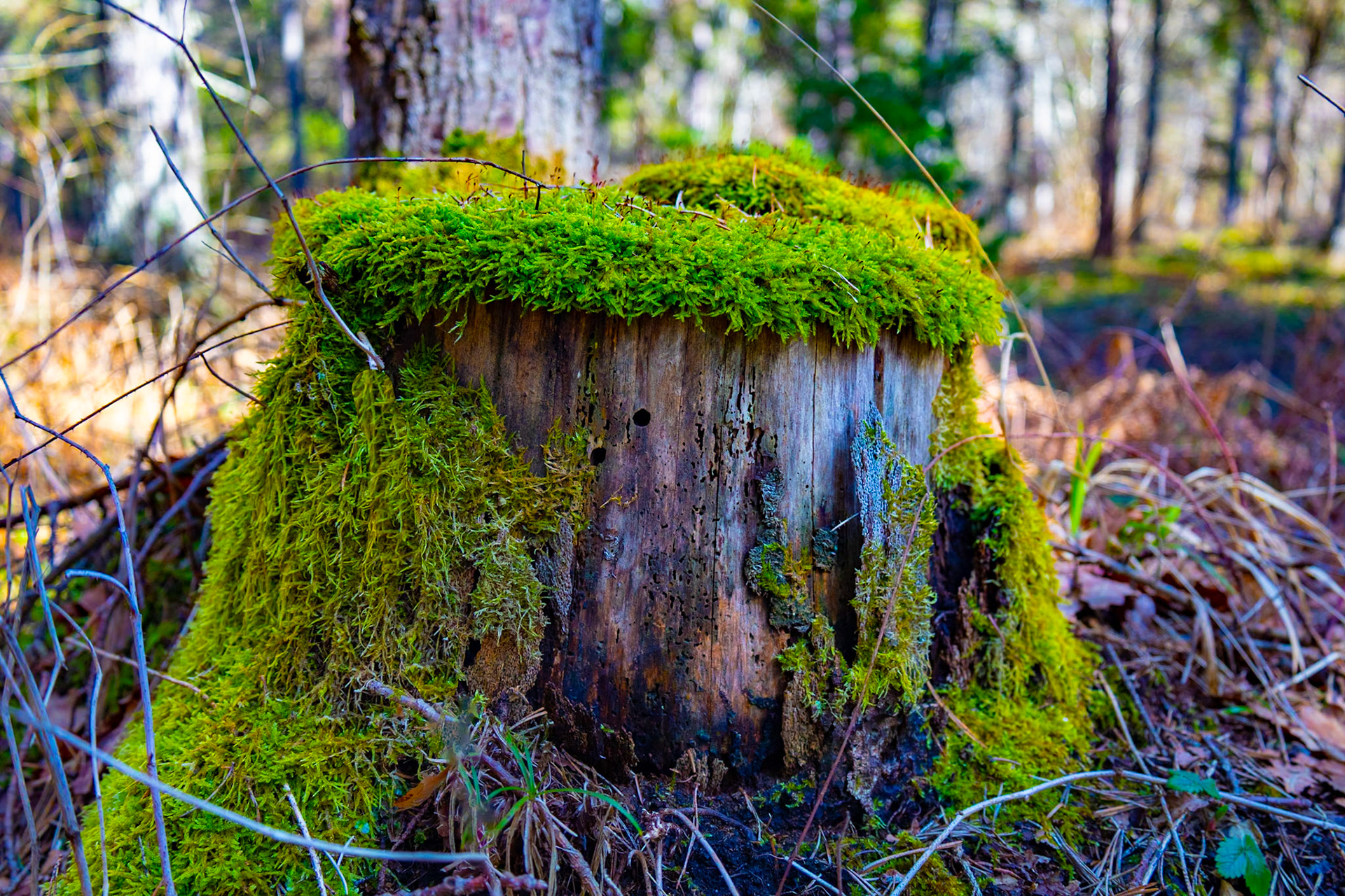 Mossig mössa på stöddig stubbe