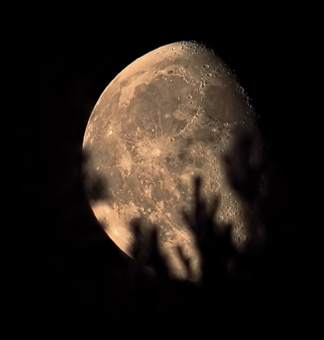 Månen med lite tallar i förgrunden.