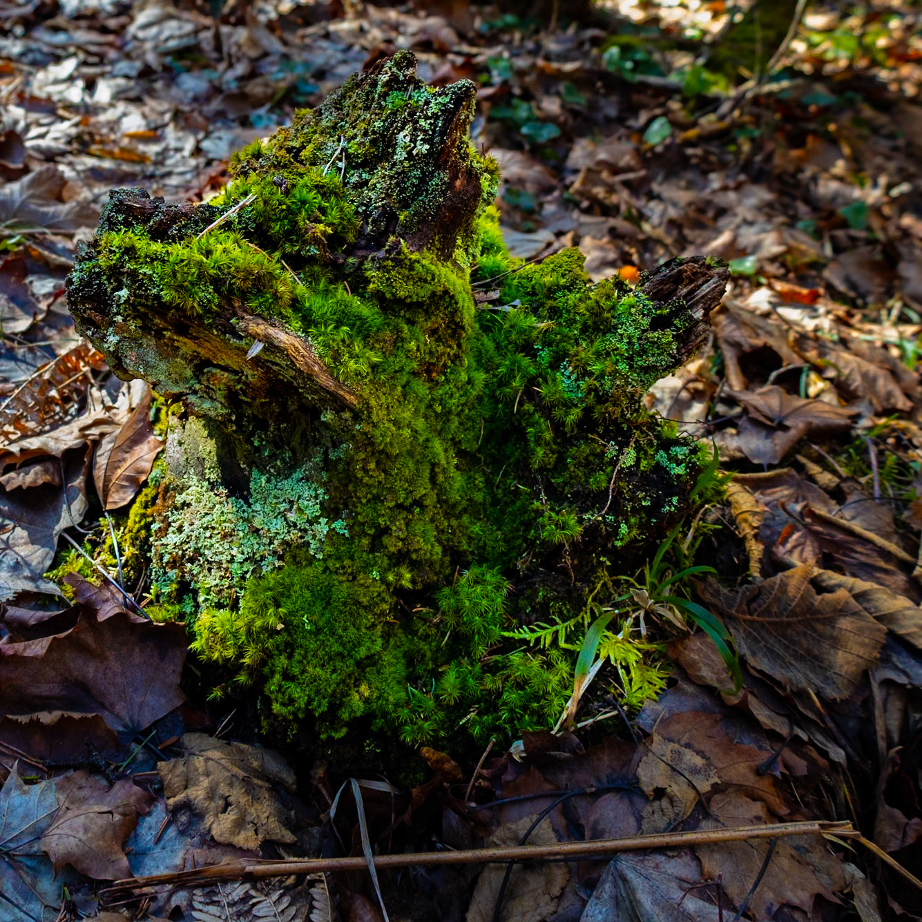 Massor av mossor på liten bostadsyta