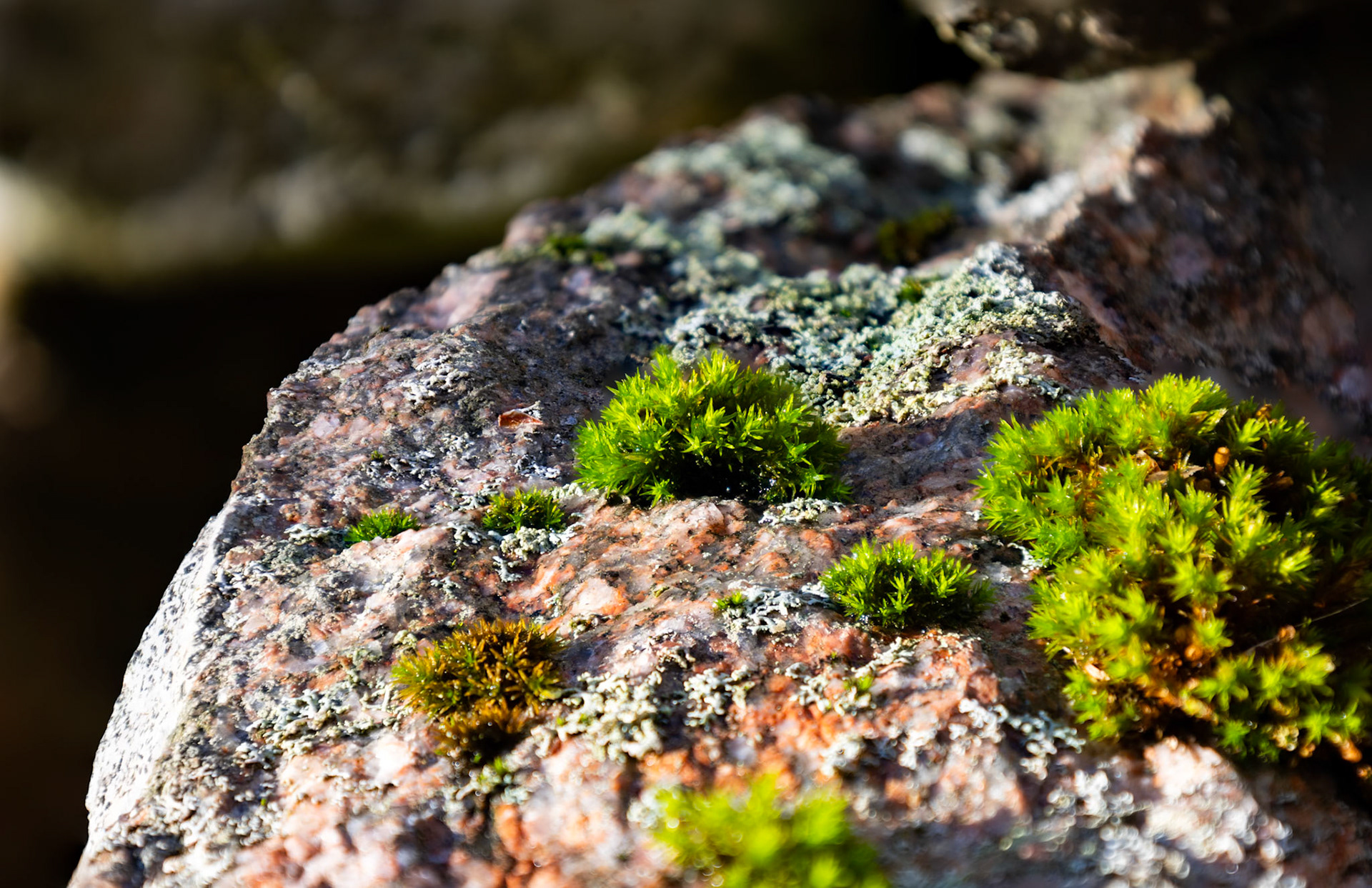 Mossa, lav, sten och sol