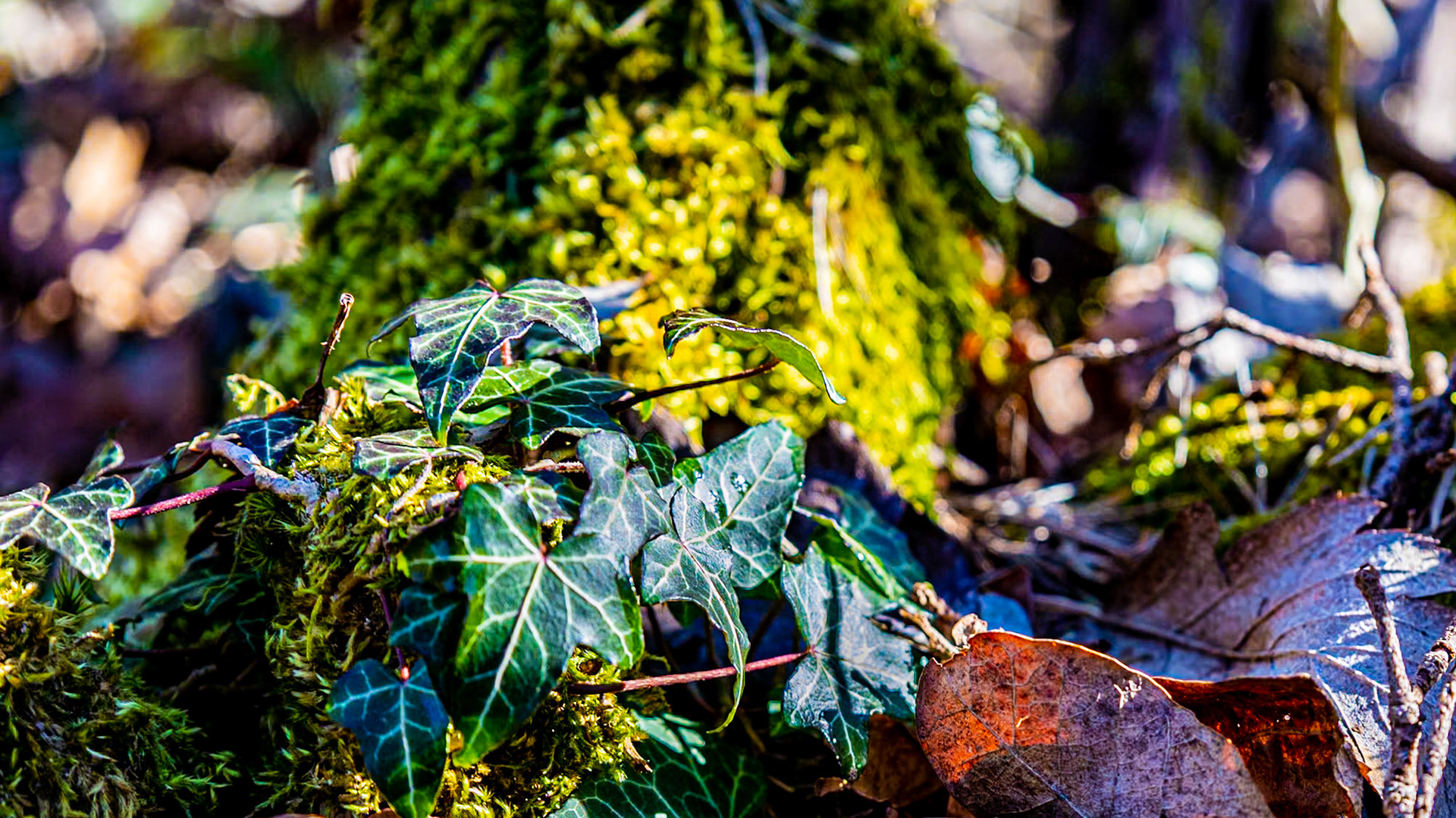Blad och mossa, alldeles, alldeles... underbart