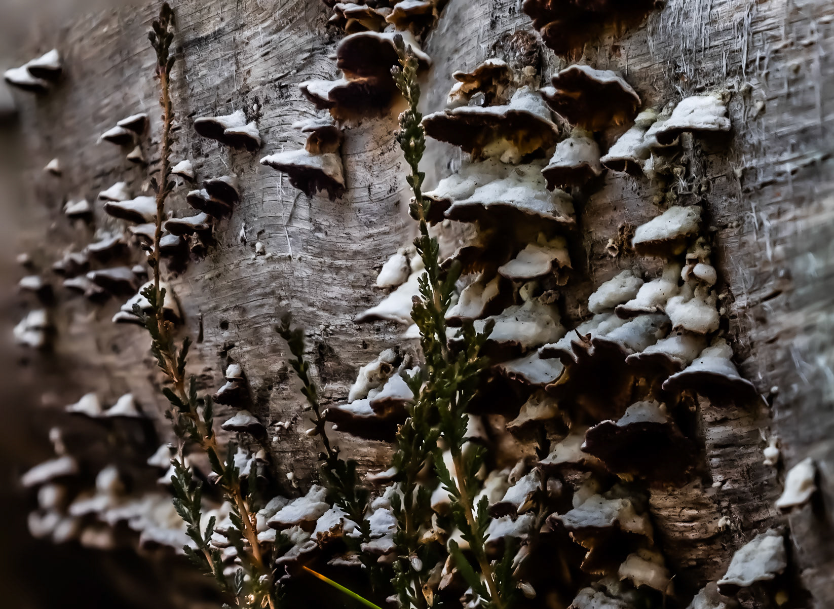Svåra svampar är stammisar på stammen