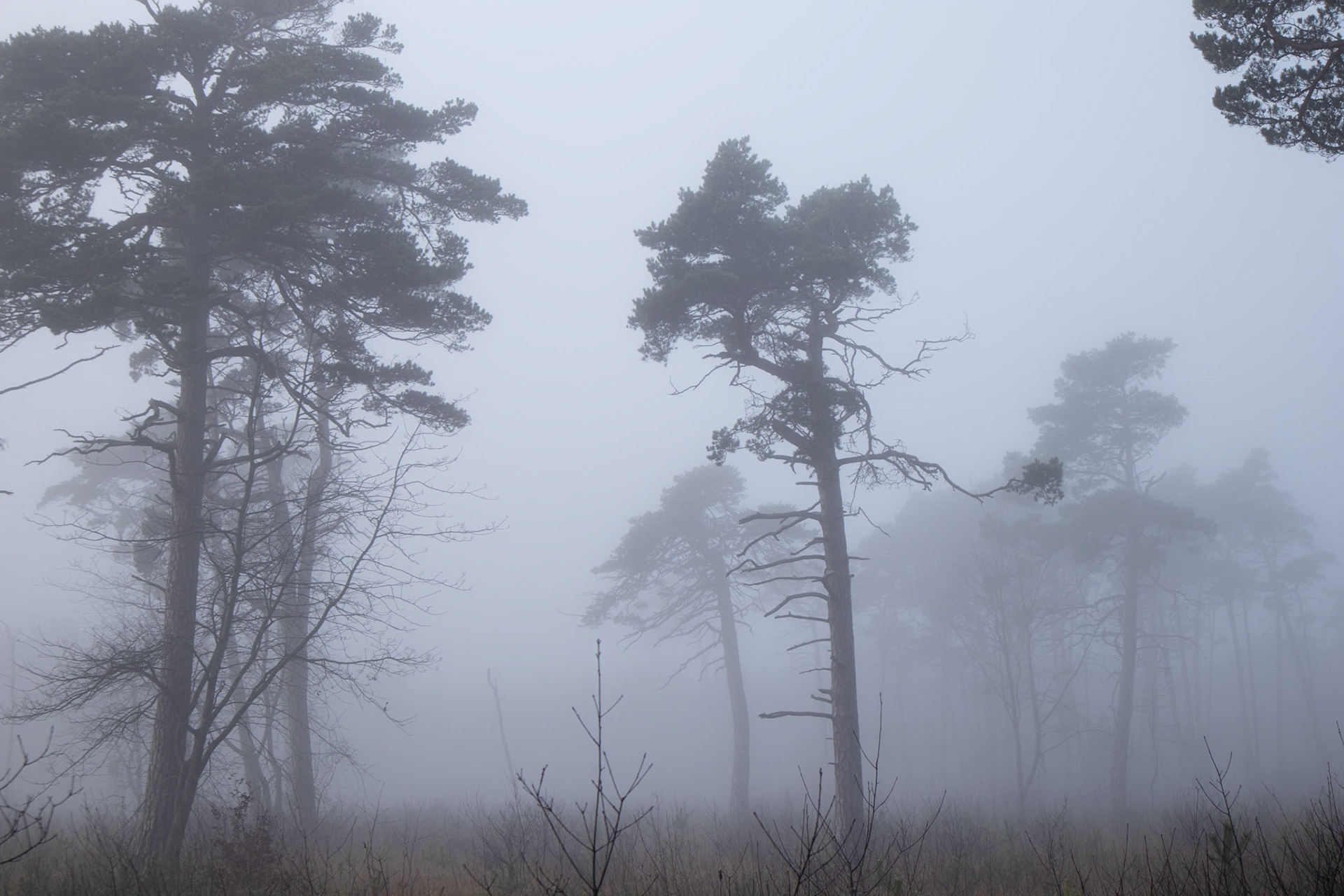 Trädjättar i dimman