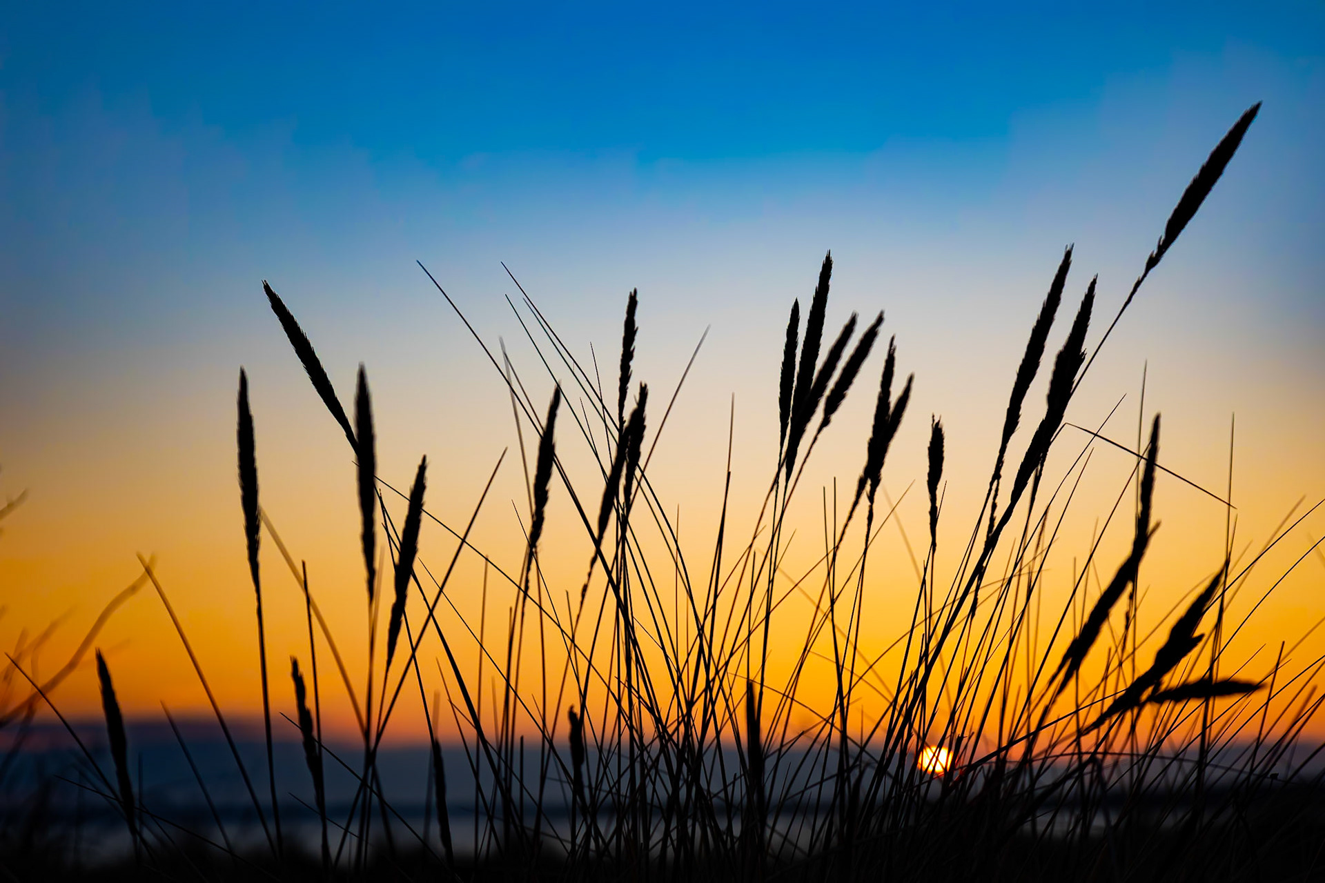 Tja, det är strandgräs på Fårö