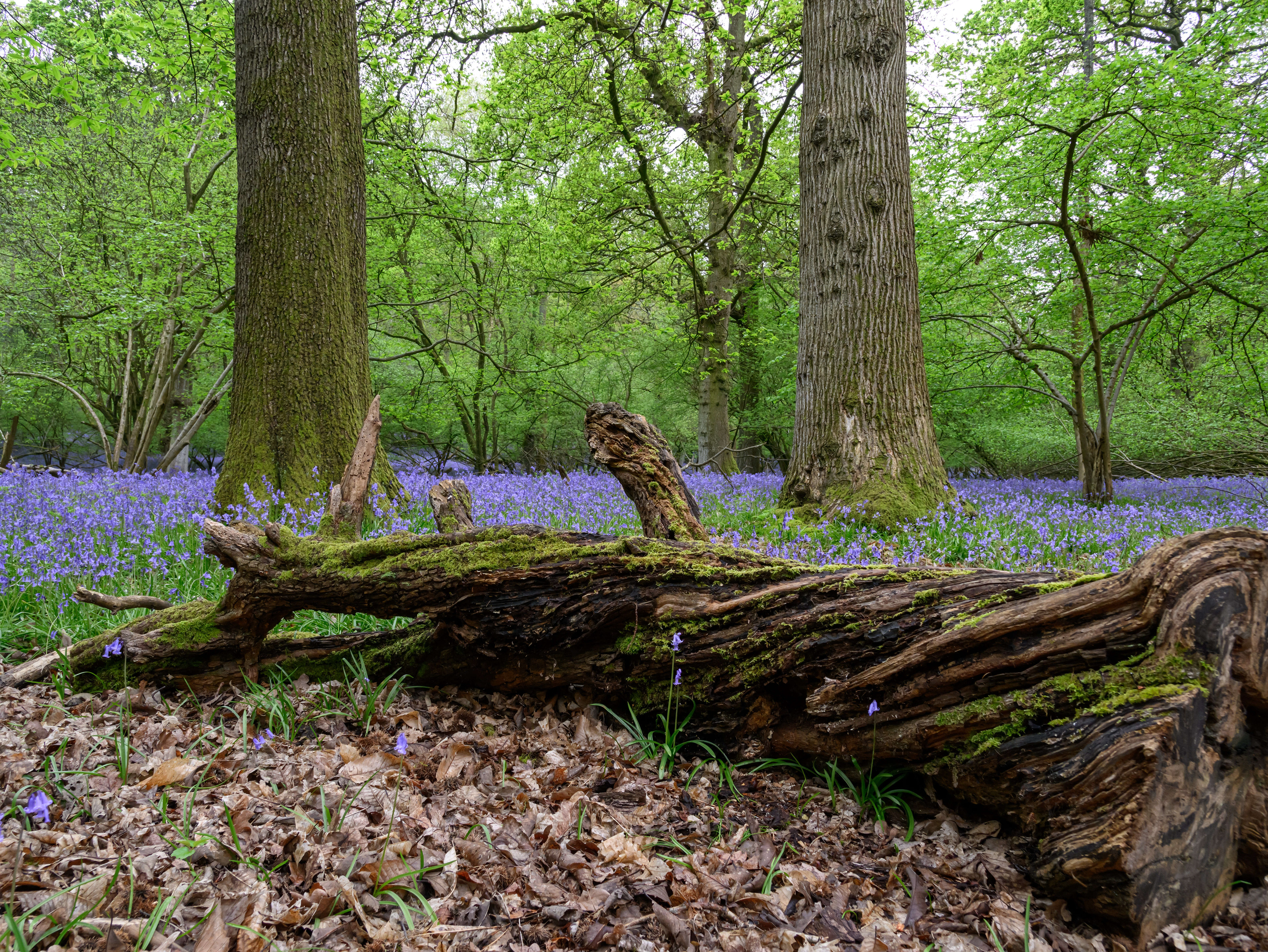 Blue Bells