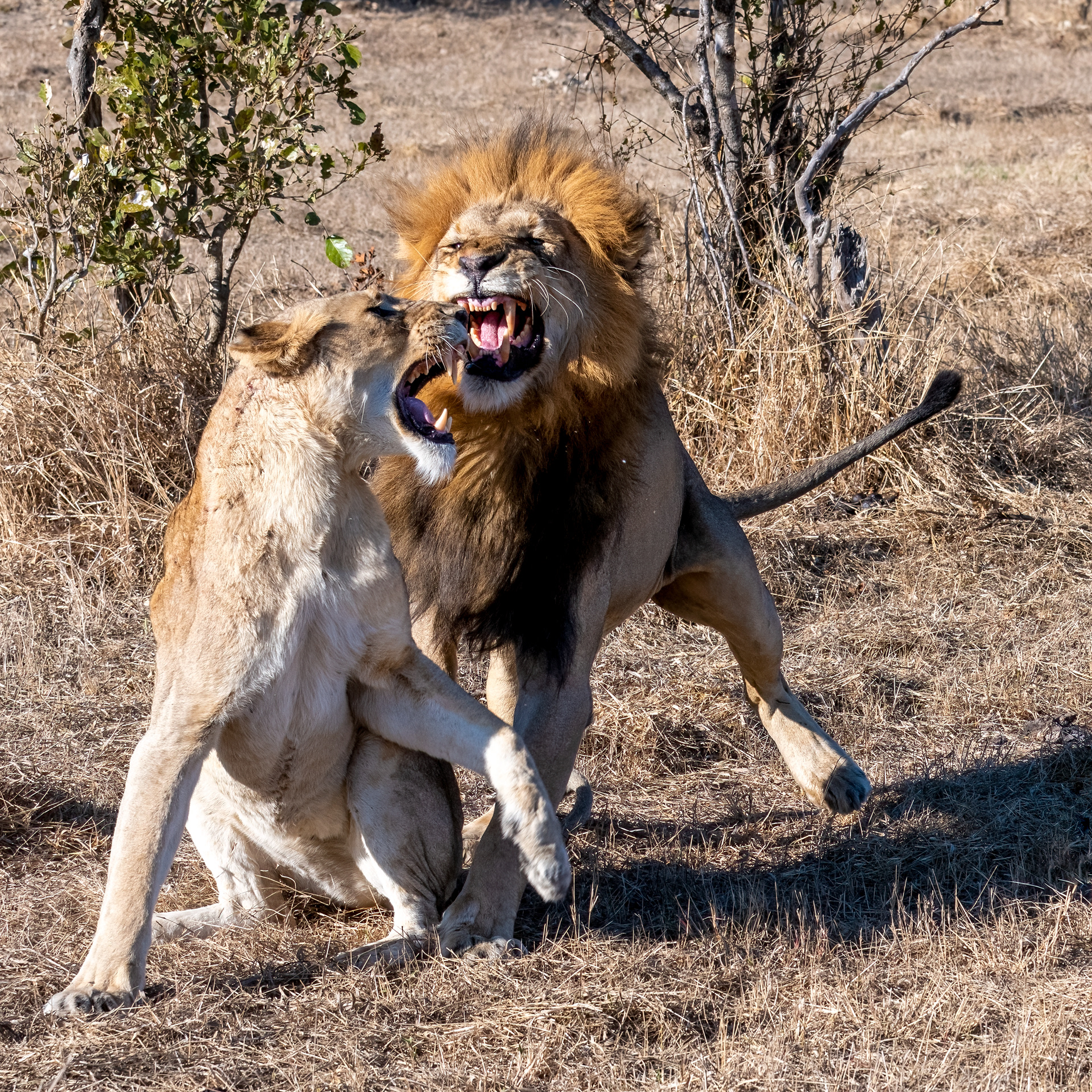 Lioness telling the male off