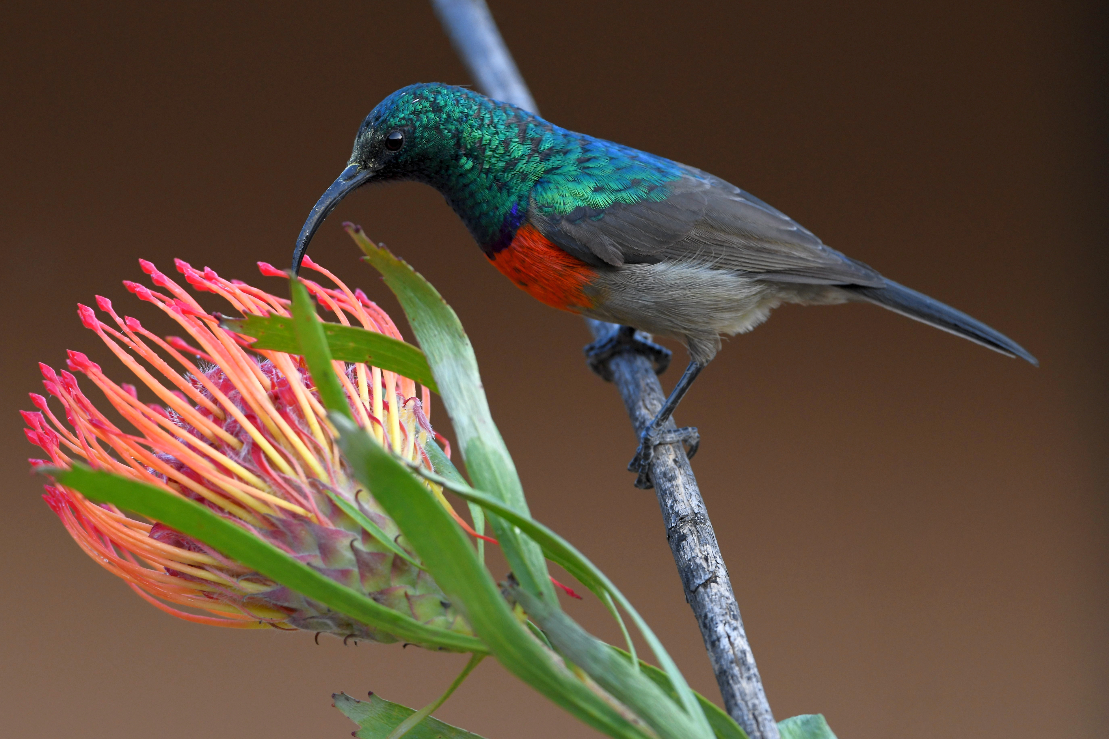Greater Double Collared Sunbird
