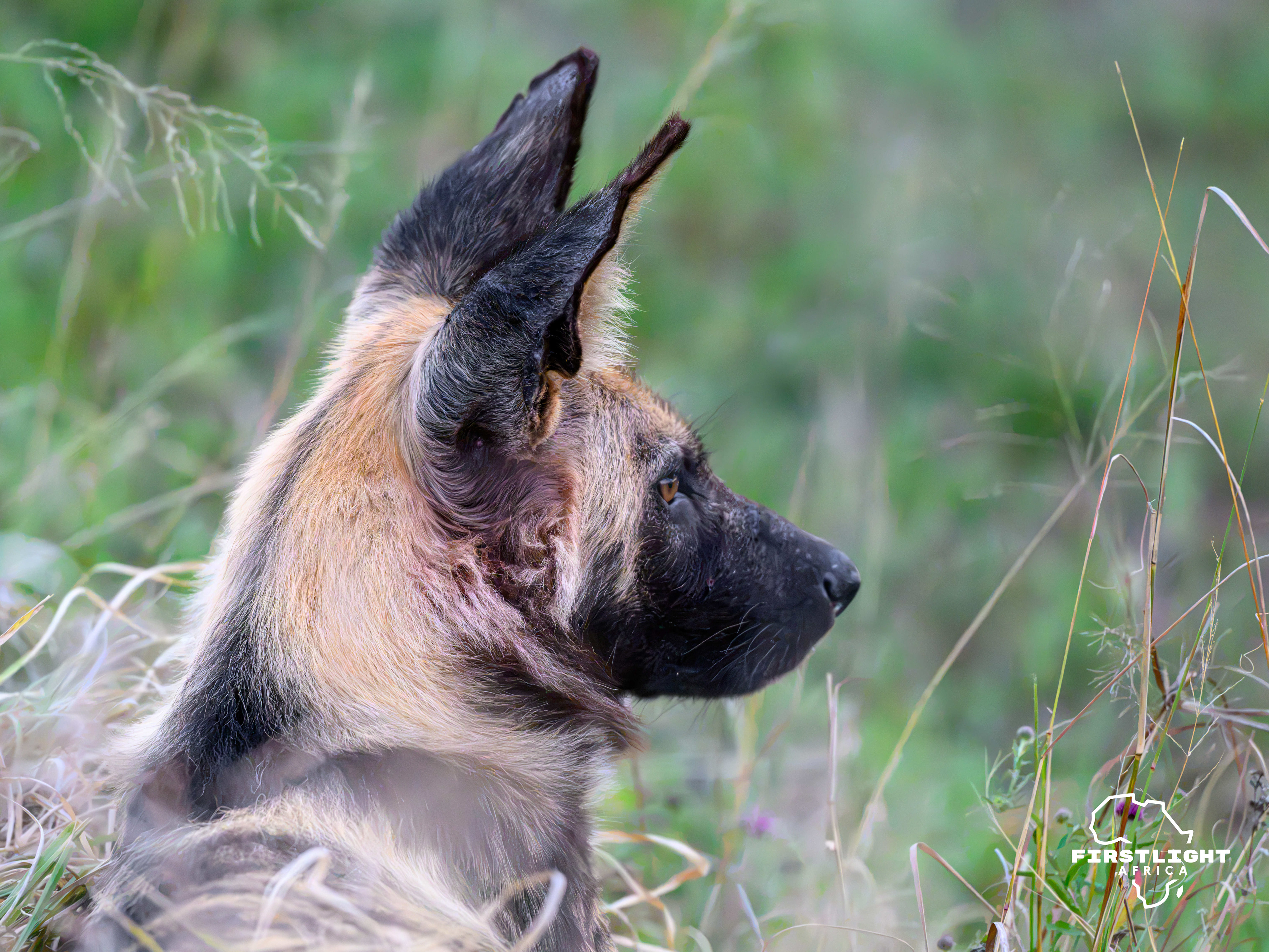 Wild Dog