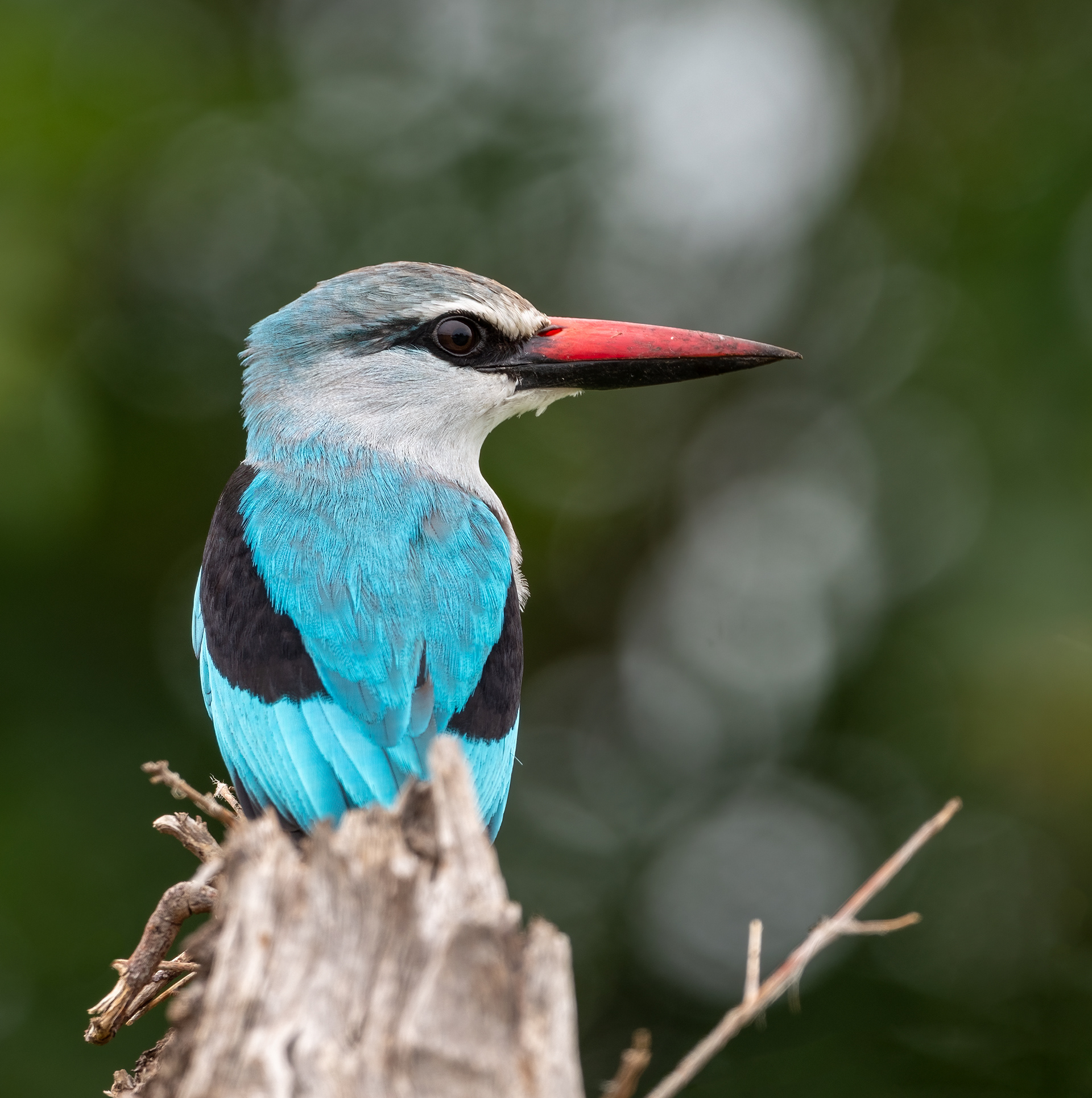 Woodland Kingfisher