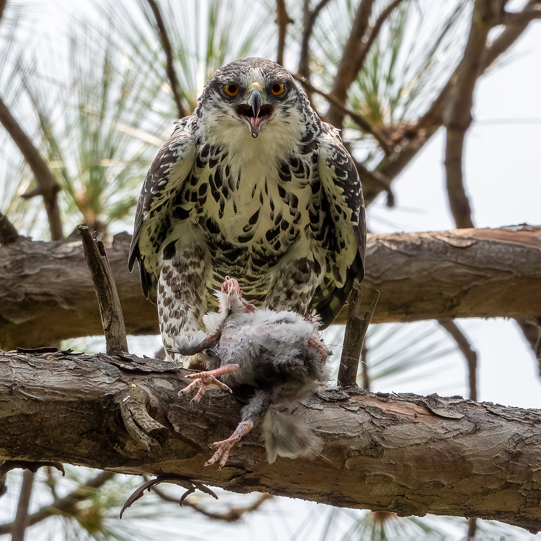 Ayers Hawk Eagle