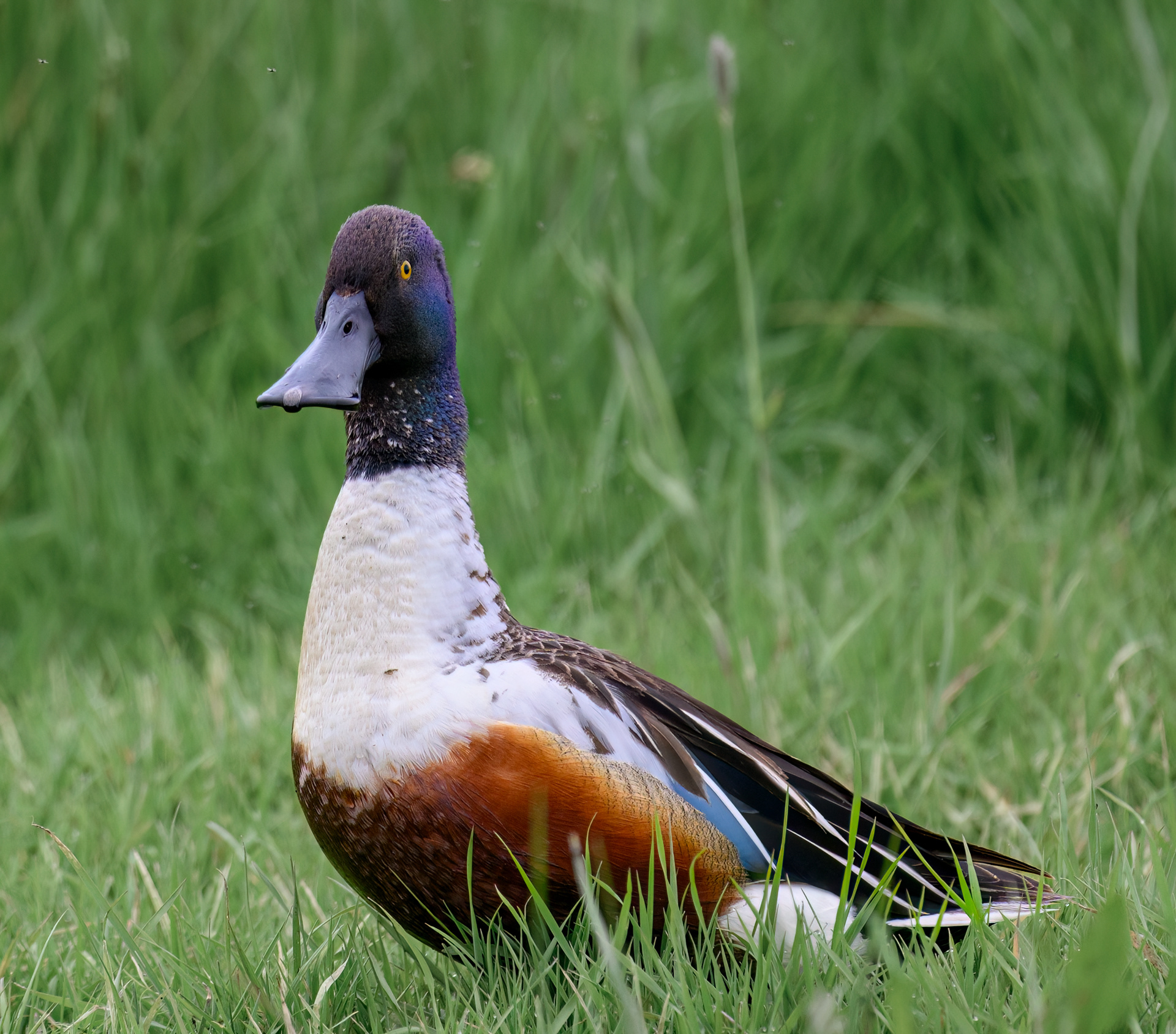 Shoveler