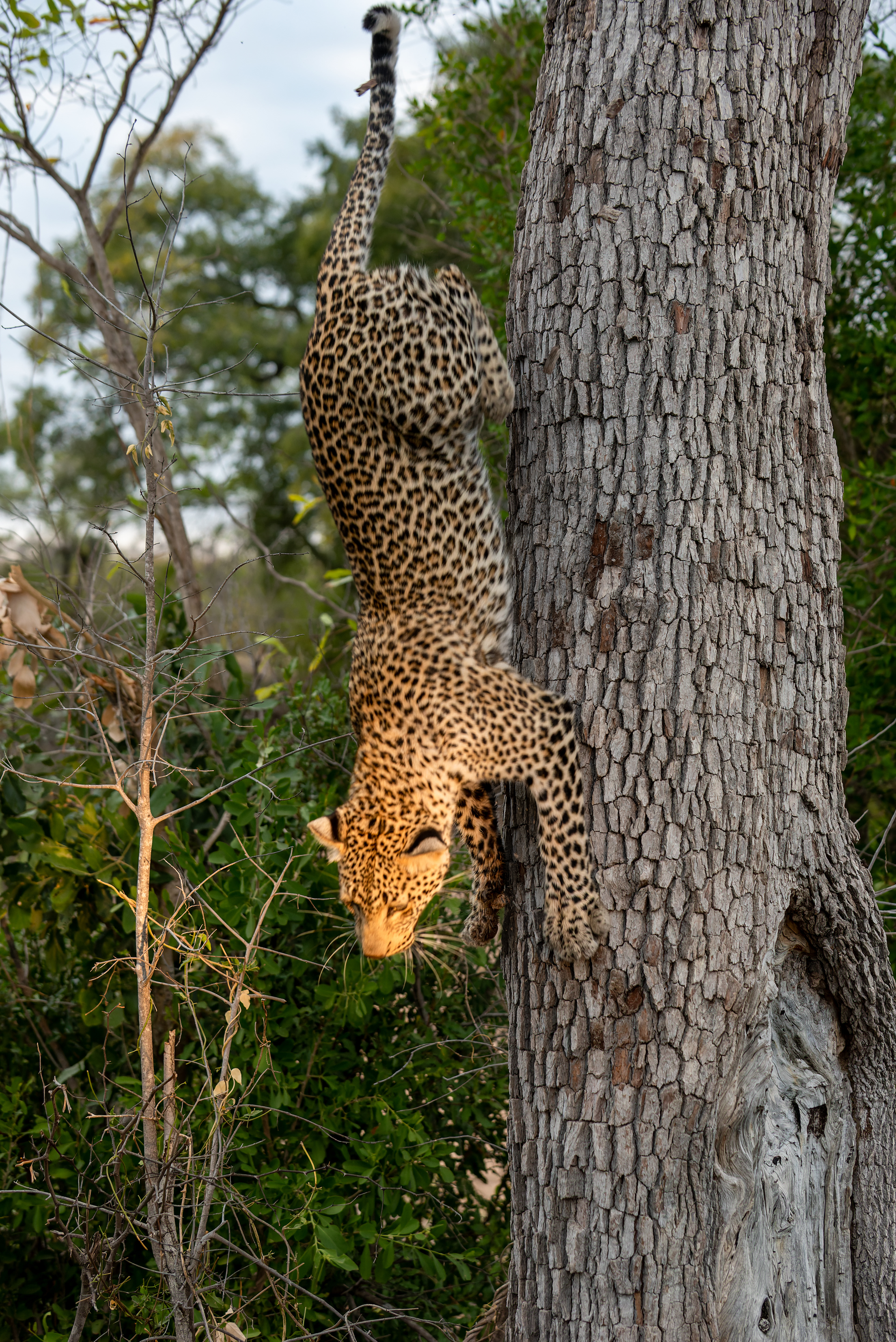 Leopard