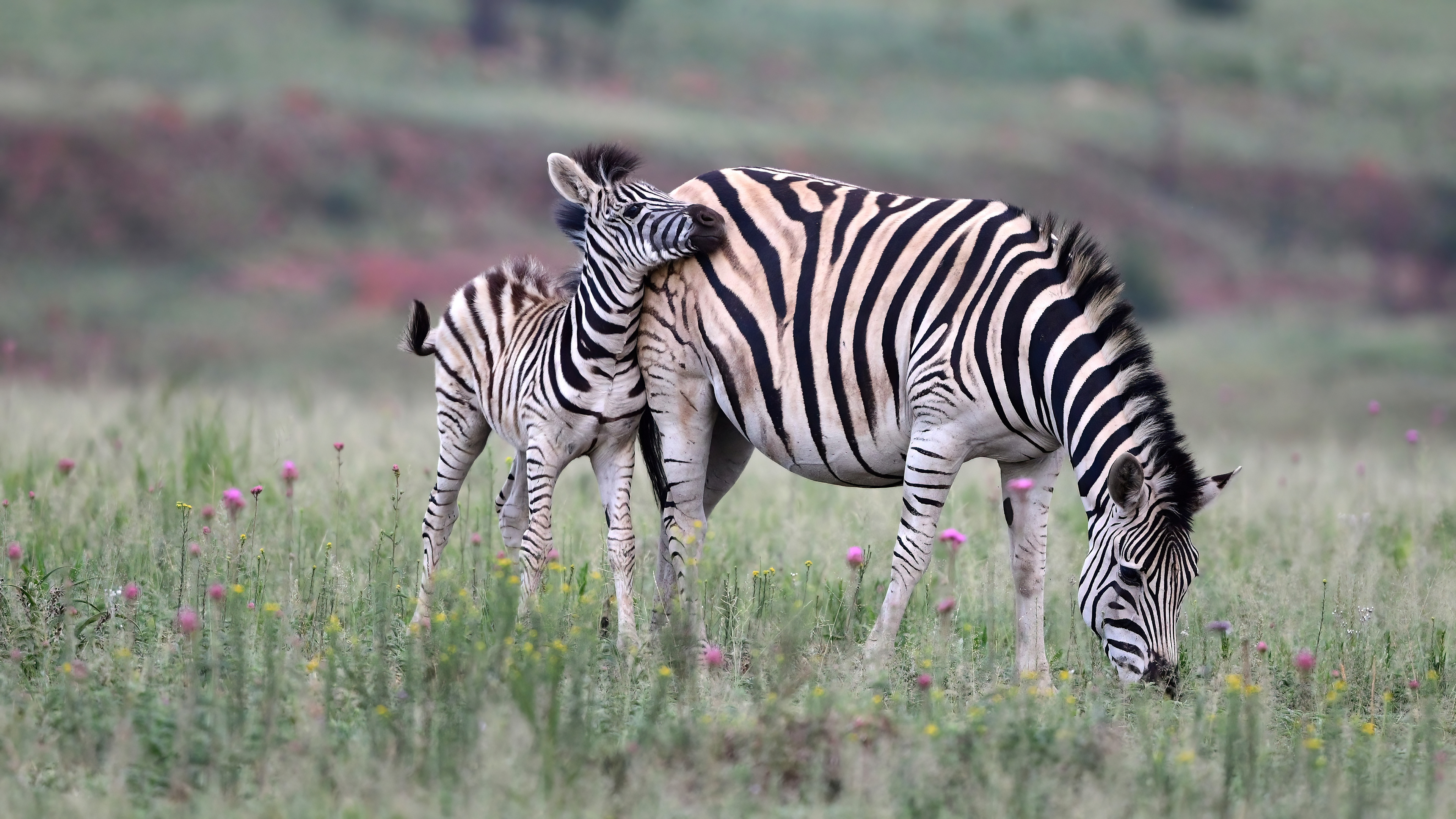 Burchell's Zebra