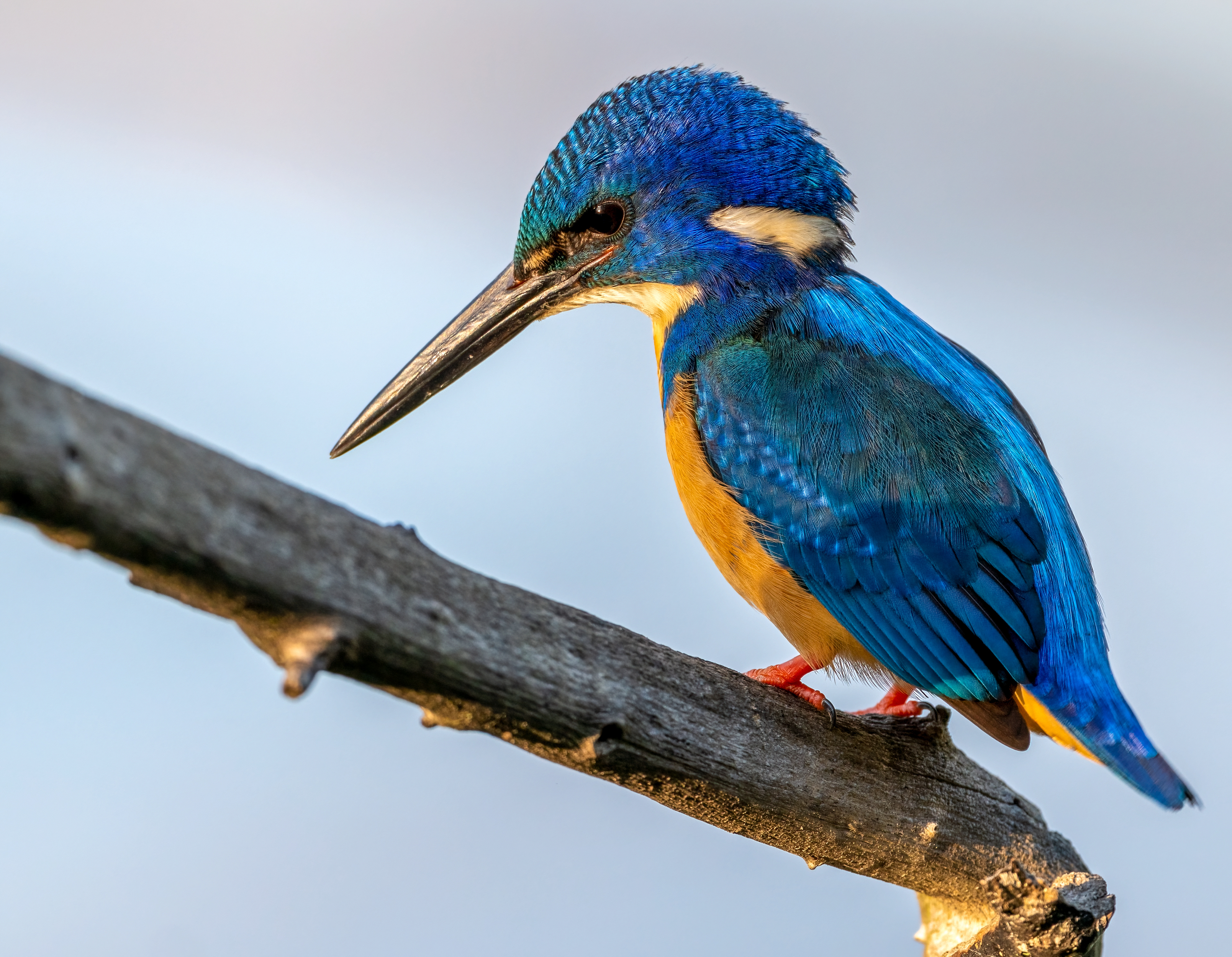 Half Collared Kingfisher