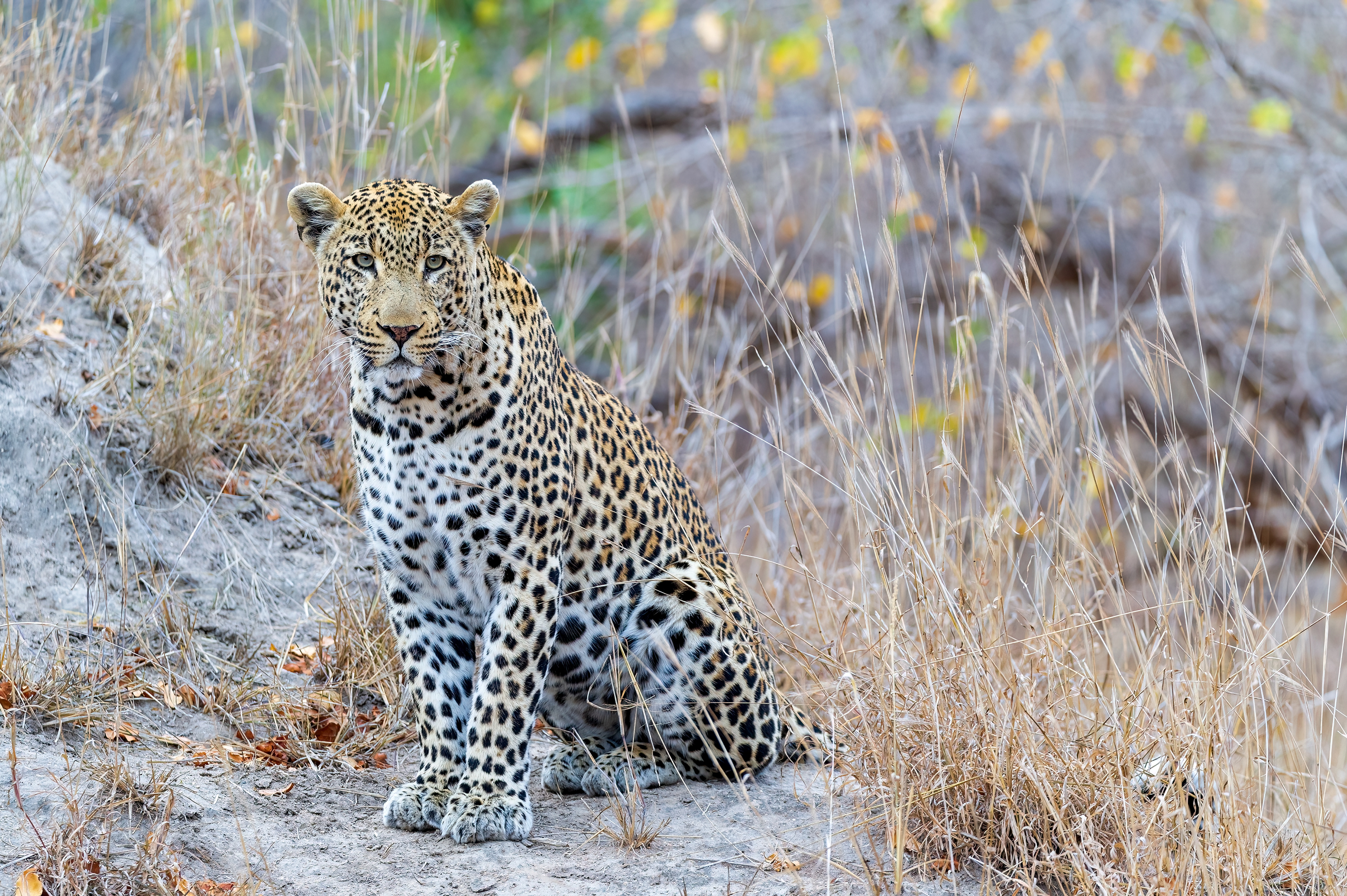 Female Leopard