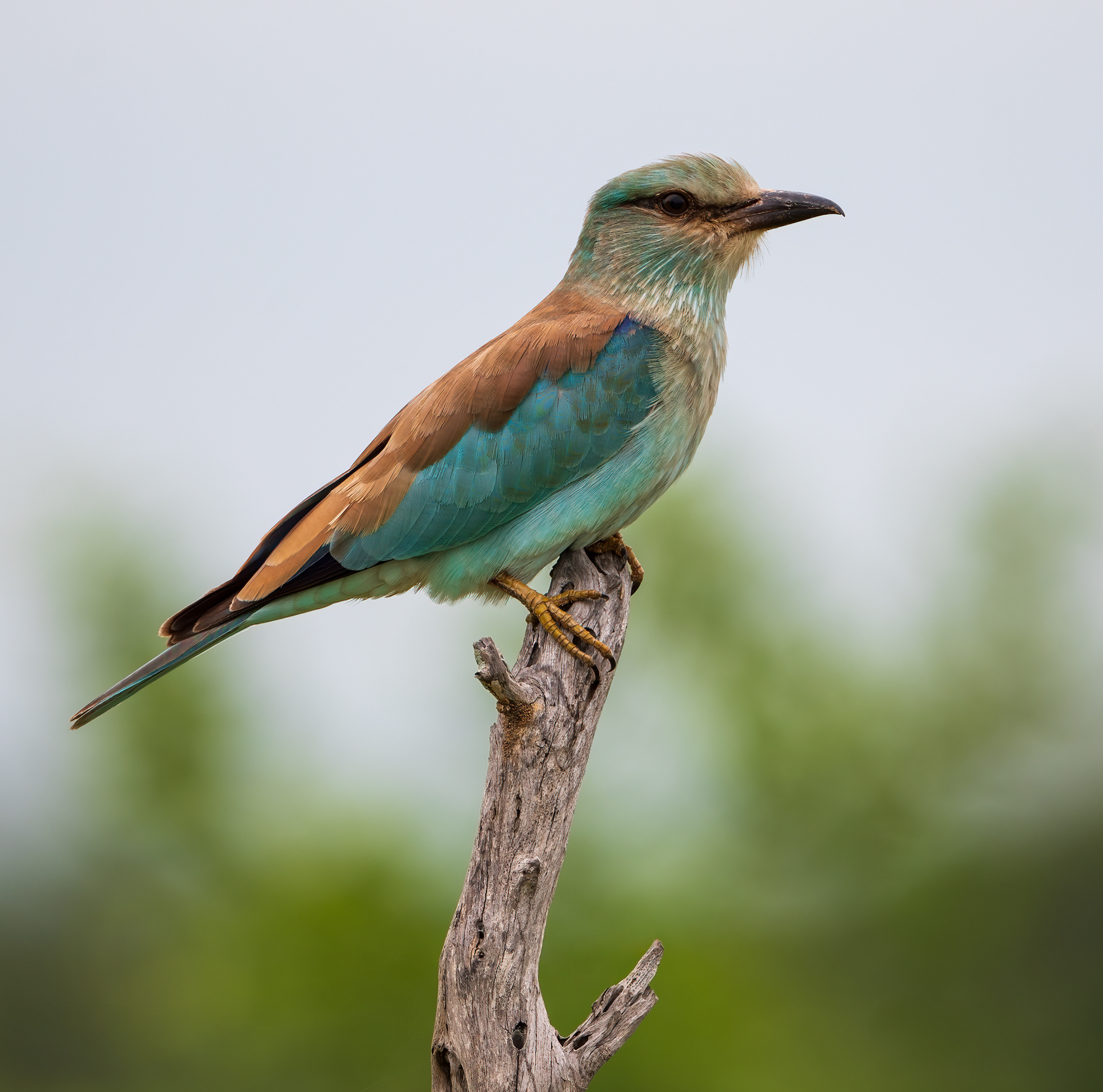 European Roller