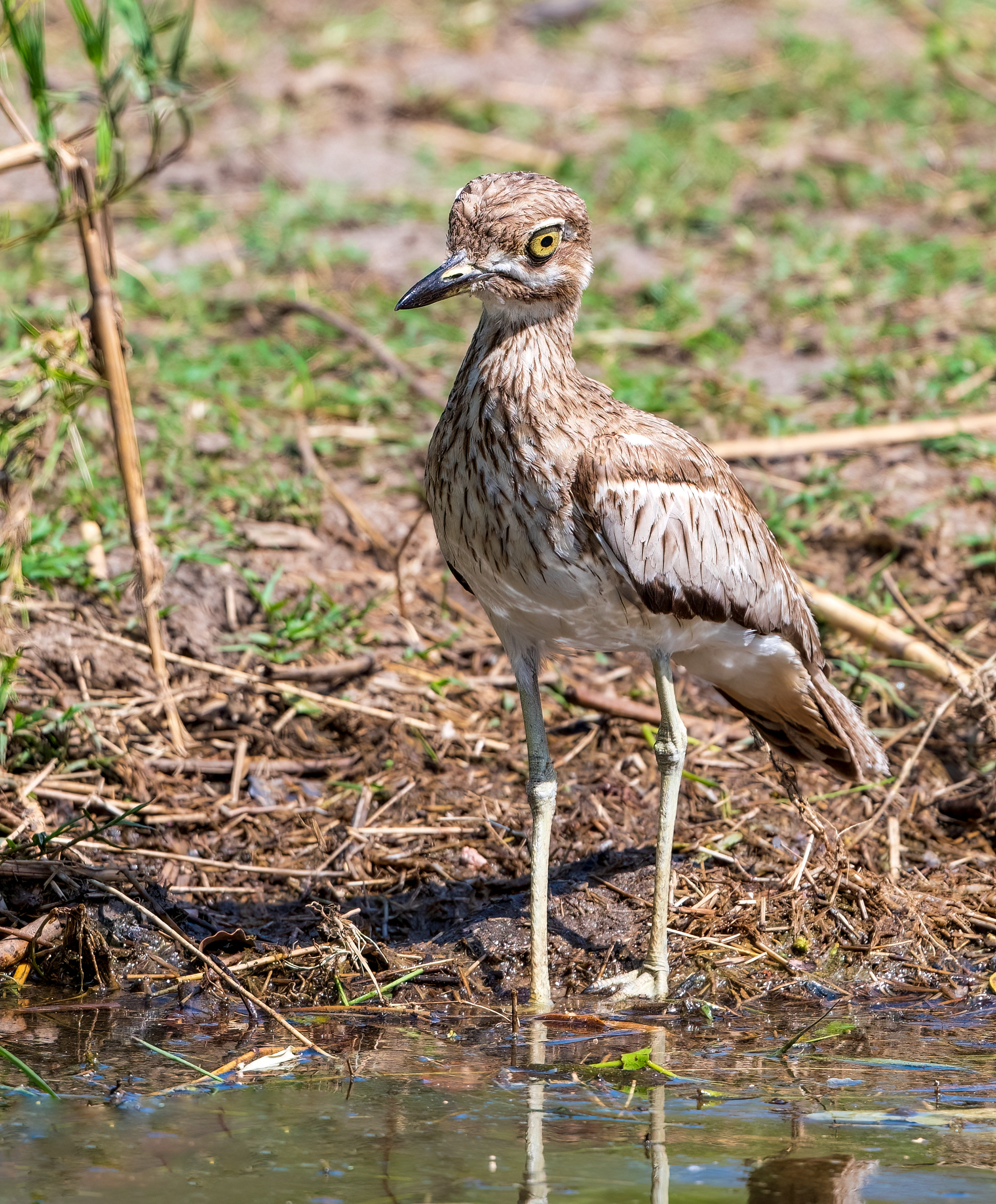 Thick Knee