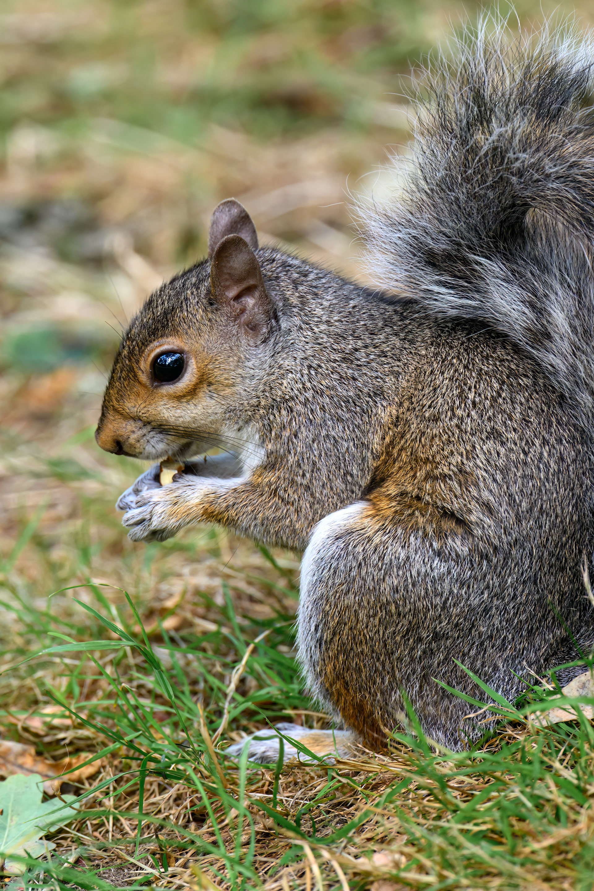 Eastern Gray Squirrel