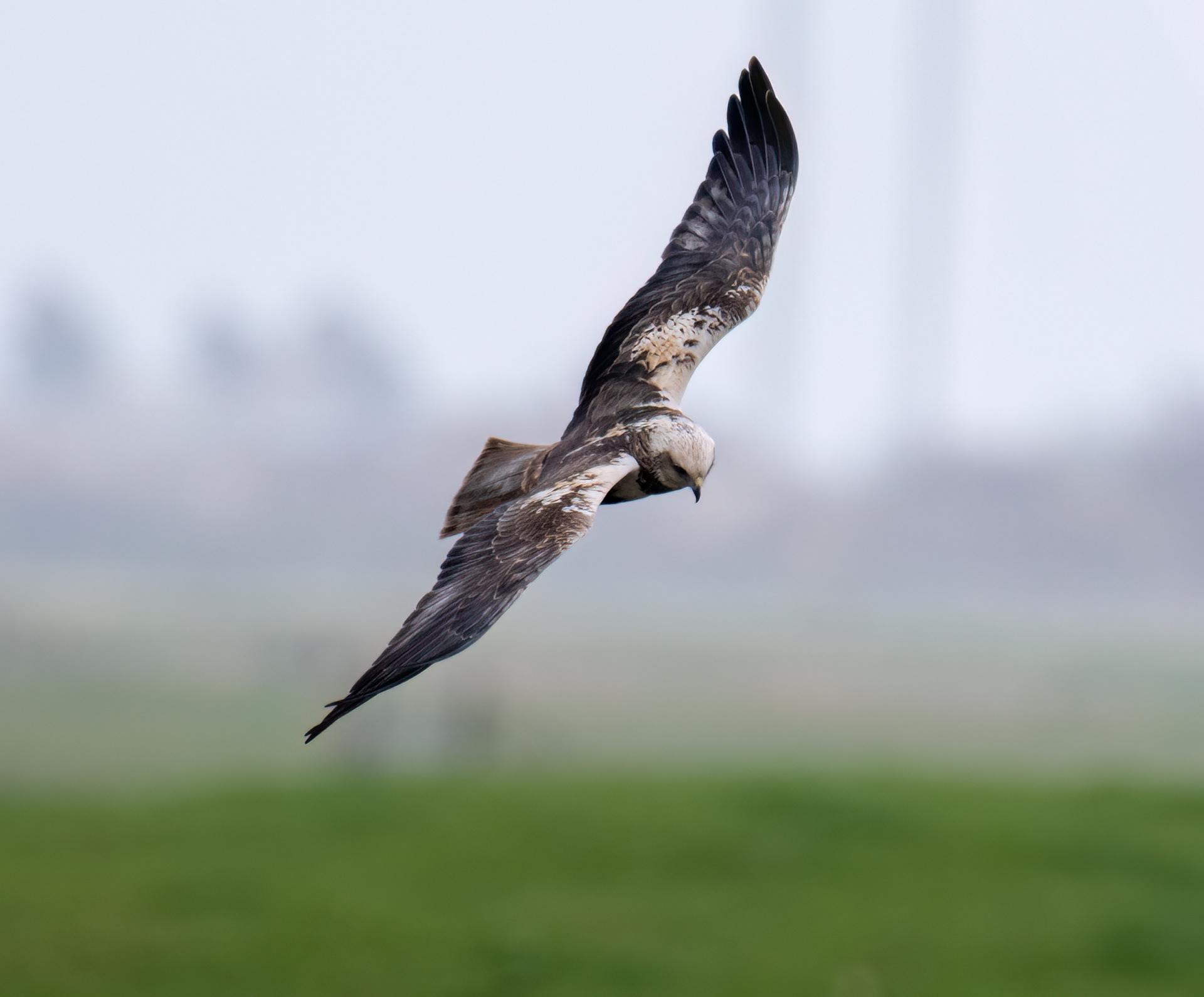 Marsh Harrier
